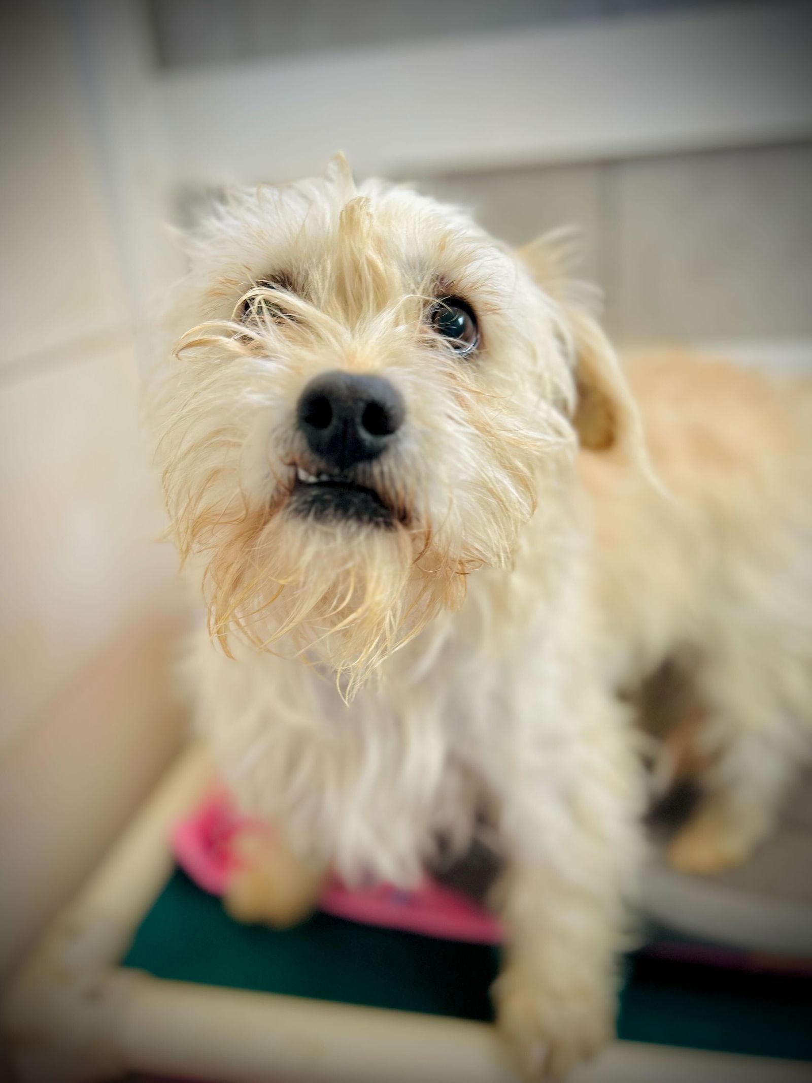 Sunny Jan 26, Adoptable, Young Male Terrier.