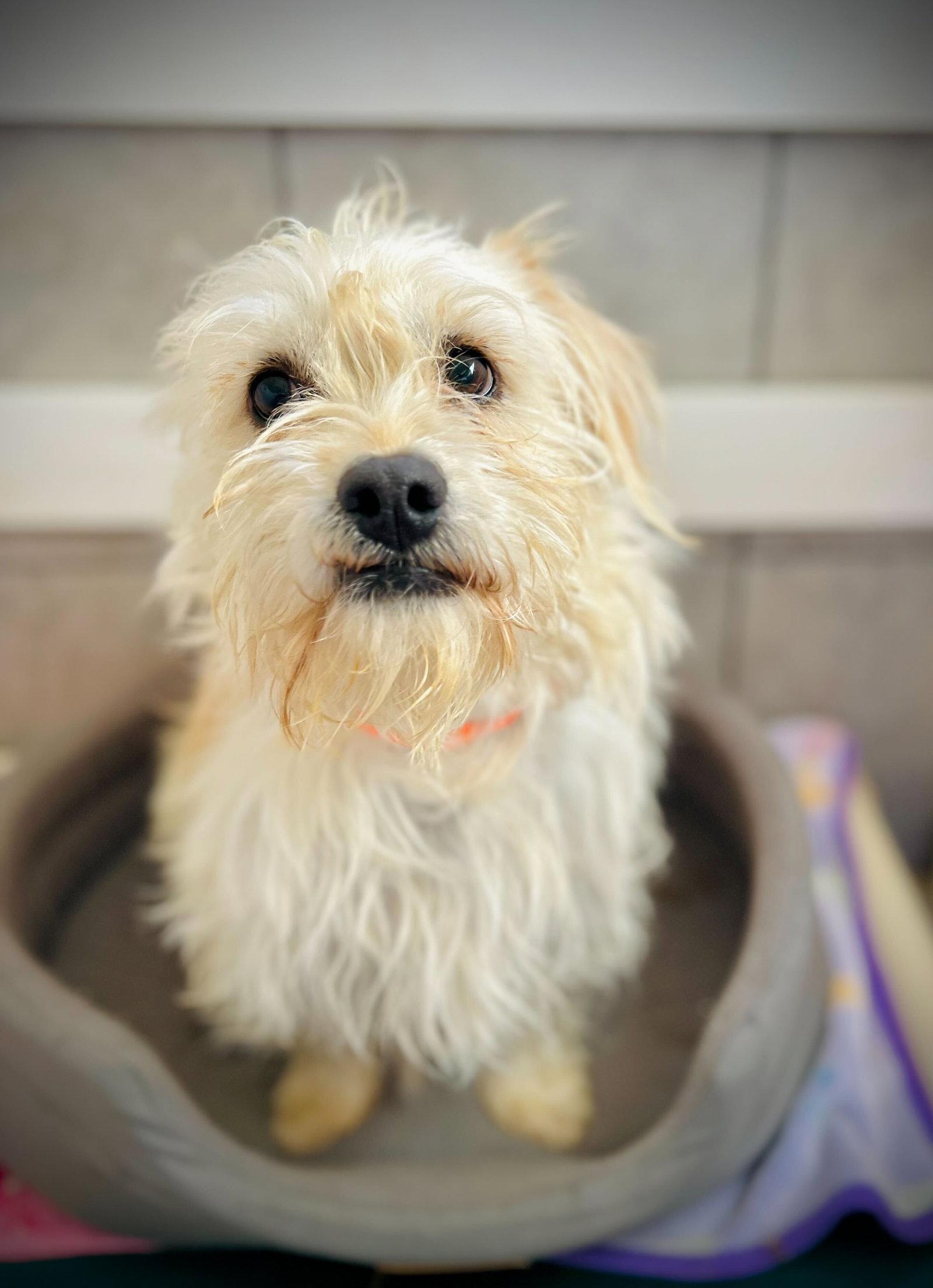 Enlarge Sunny Jan 26, a Adoptable Terrier in Pacolet, SC image 2/3