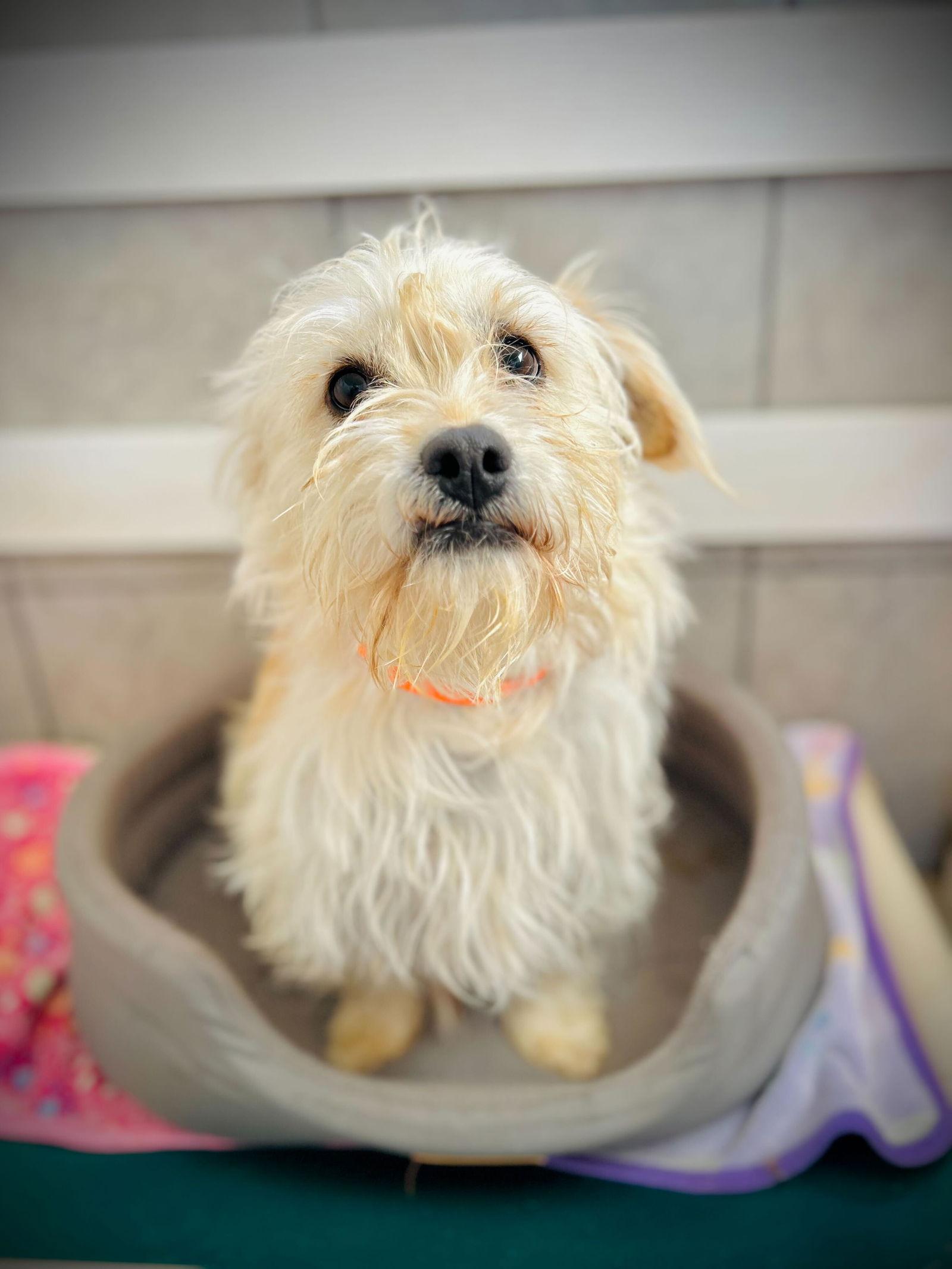 Enlarge Sunny Jan 26, a Adoptable Terrier in Pacolet, SC image 3/3