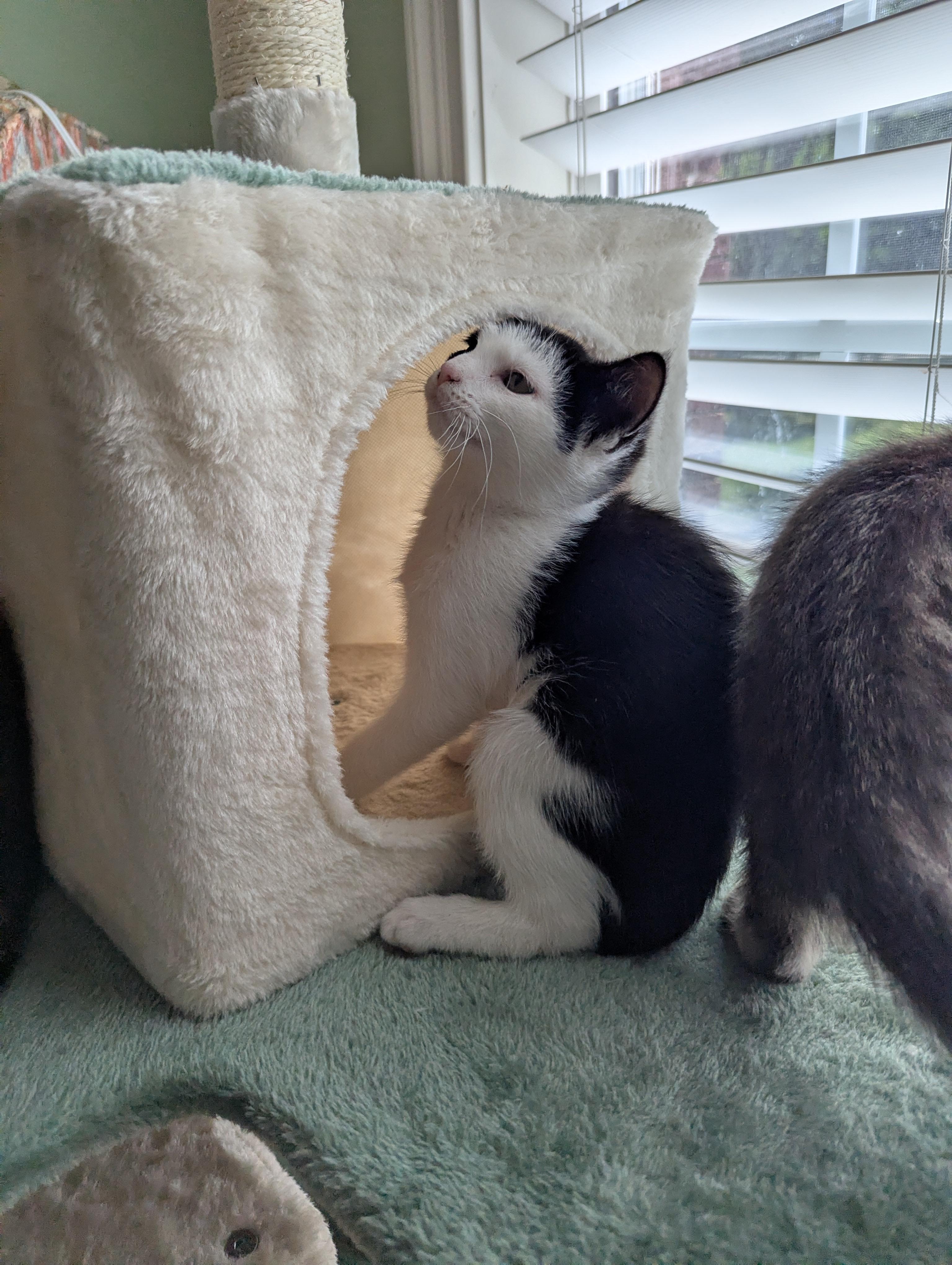 Alley (Cat), a Adoptable Domestic Short Hair in Malden, MA image 3/6
