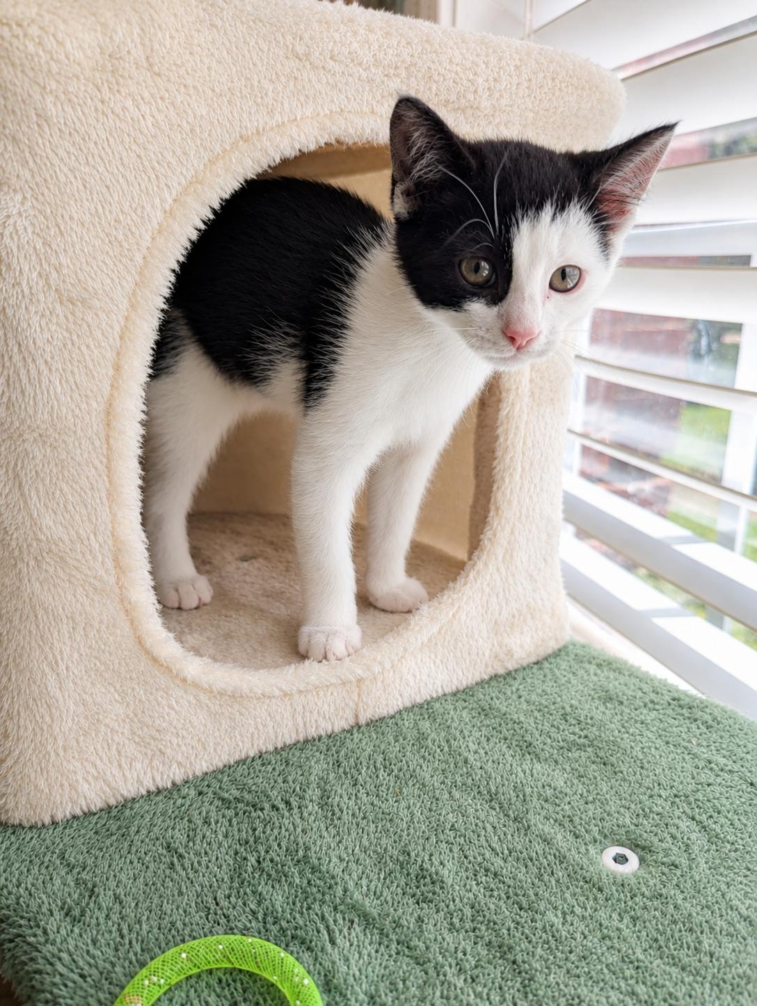 Alley (Cat), a Adoptable Domestic Short Hair in Malden, MA image 2/6