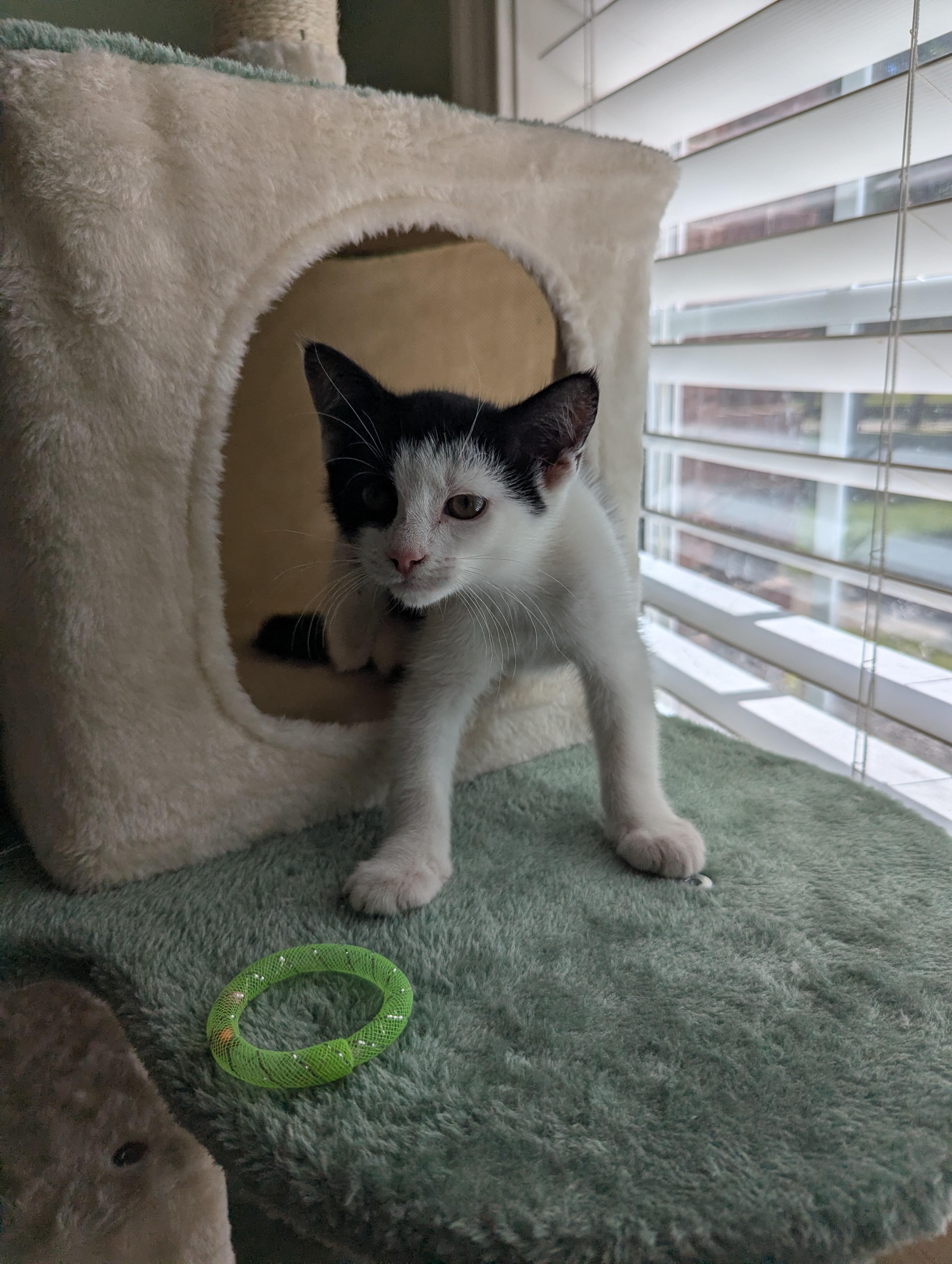 Alley (Cat), a Adoptable Domestic Short Hair in Malden, MA image 6/6
