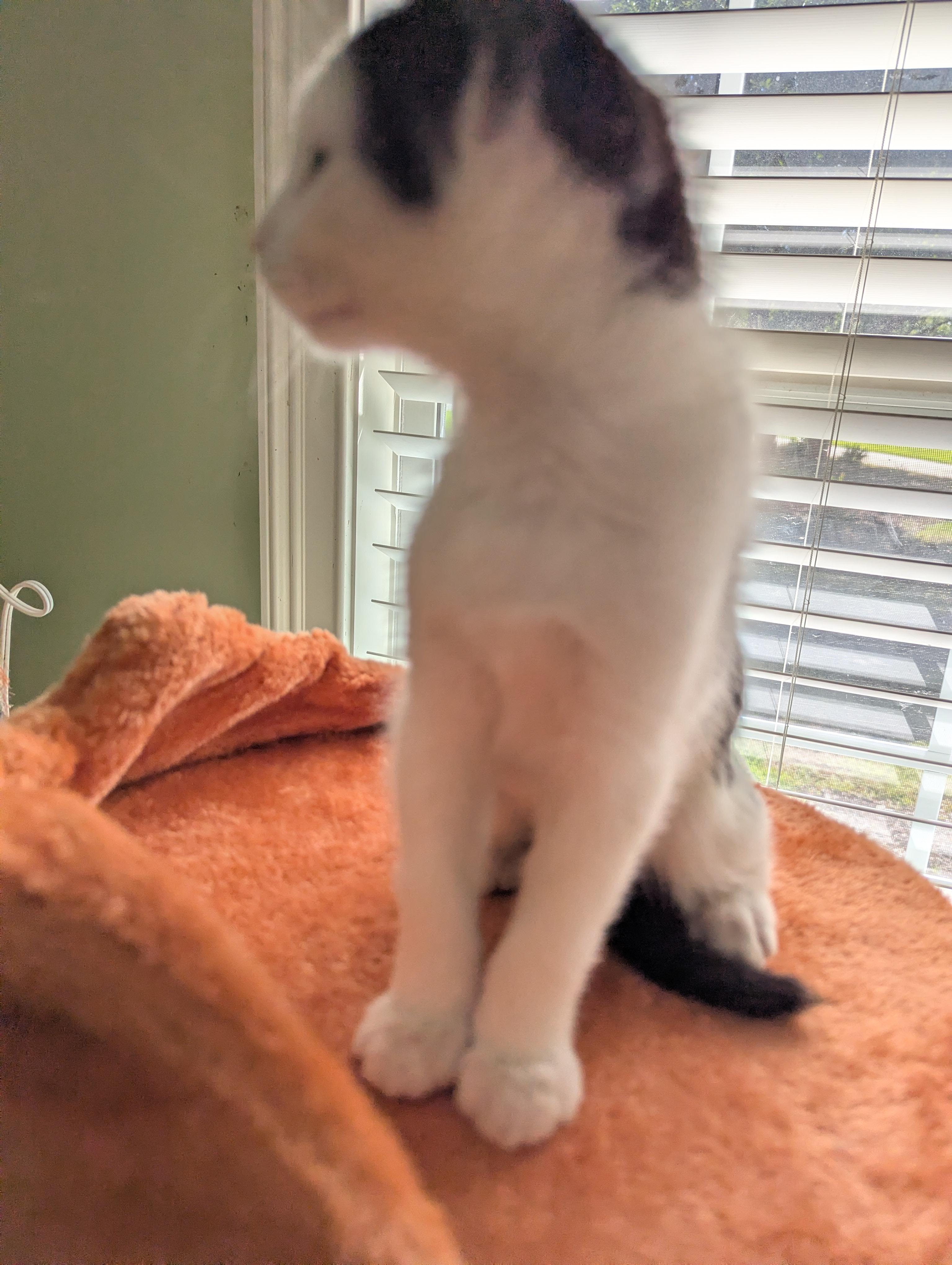 Alley (Cat), a Adoptable Domestic Short Hair in Malden, MA image 4/6
