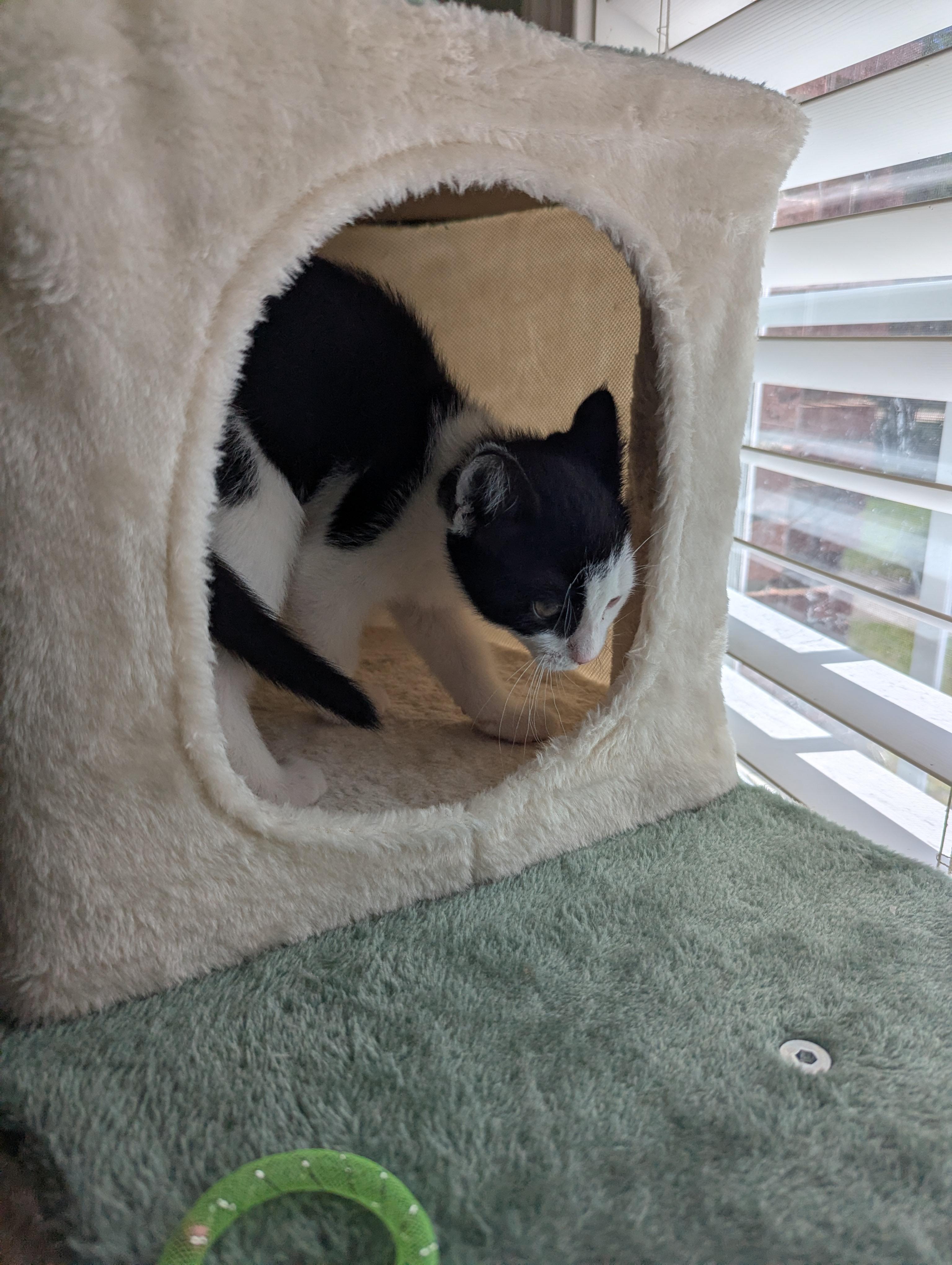 Alley (Cat), a Adoptable Domestic Short Hair in Malden, MA image 5/6