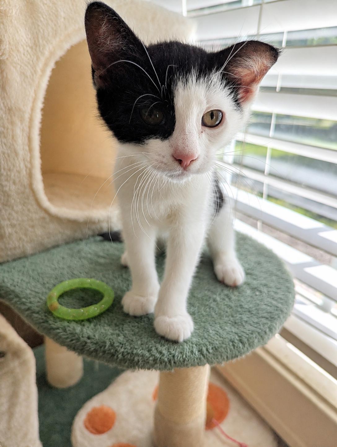 Alley (Cat), a Adoptable Domestic Short Hair in Malden, MA image 1/6