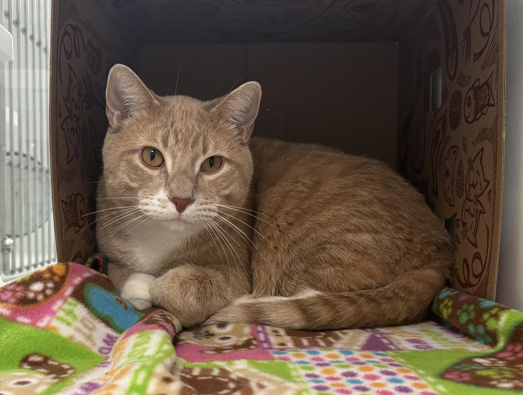 Gus, Adoptable, Adult Male Domestic Short Hair.
