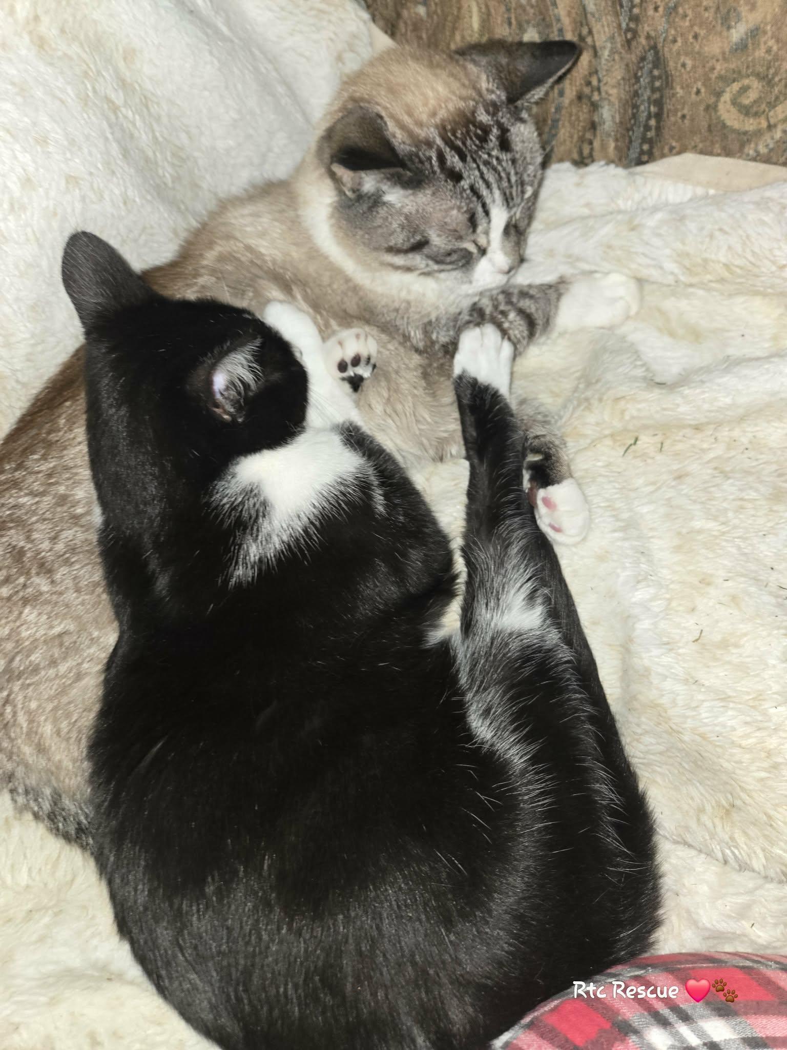 Enlarge Chance, a ADOPTABLE Domestic Short Hair in Shakespeare, ON image 4/6