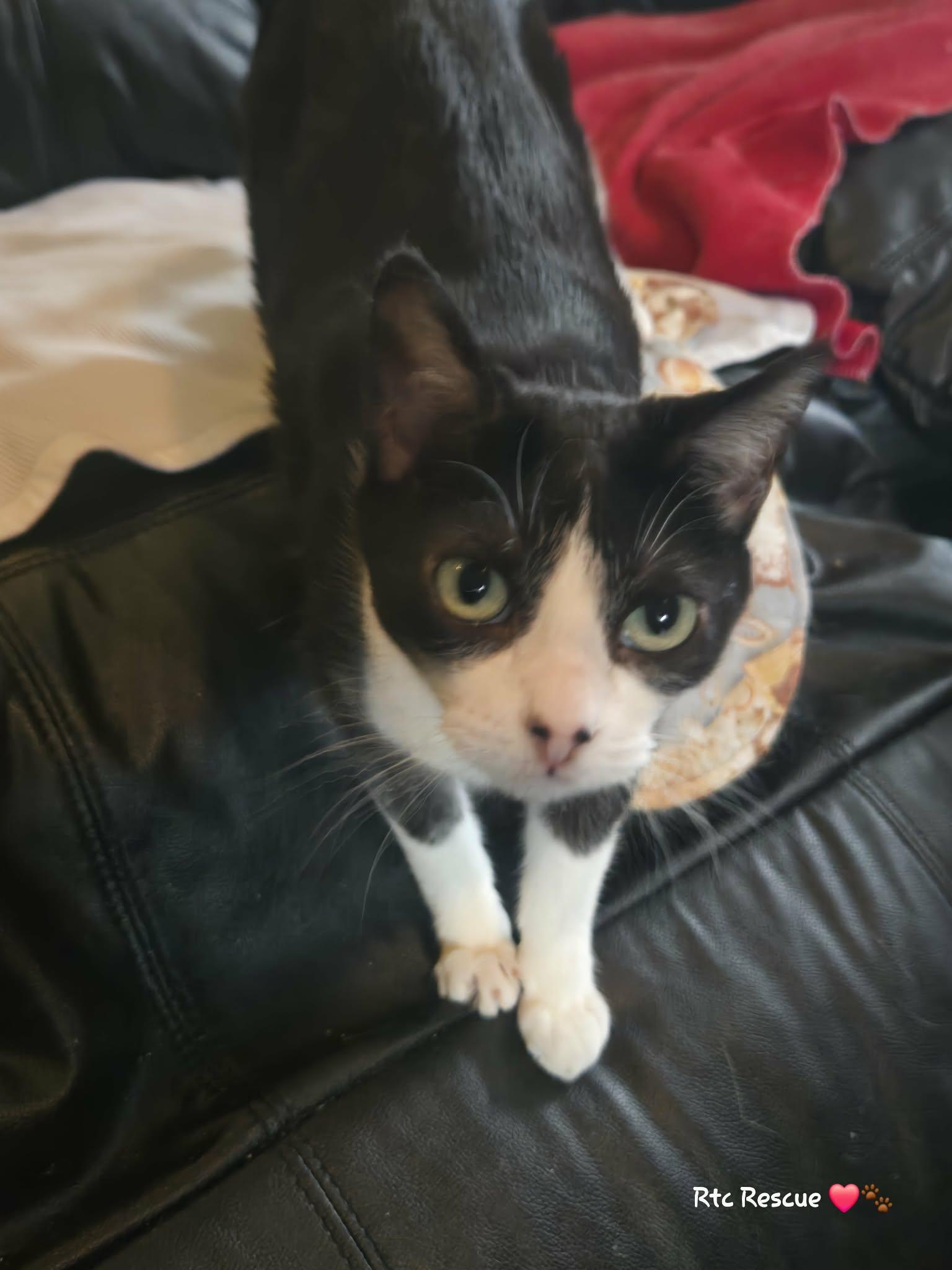 Enlarge Chance, a ADOPTABLE Domestic Short Hair in Shakespeare, ON image 3/6