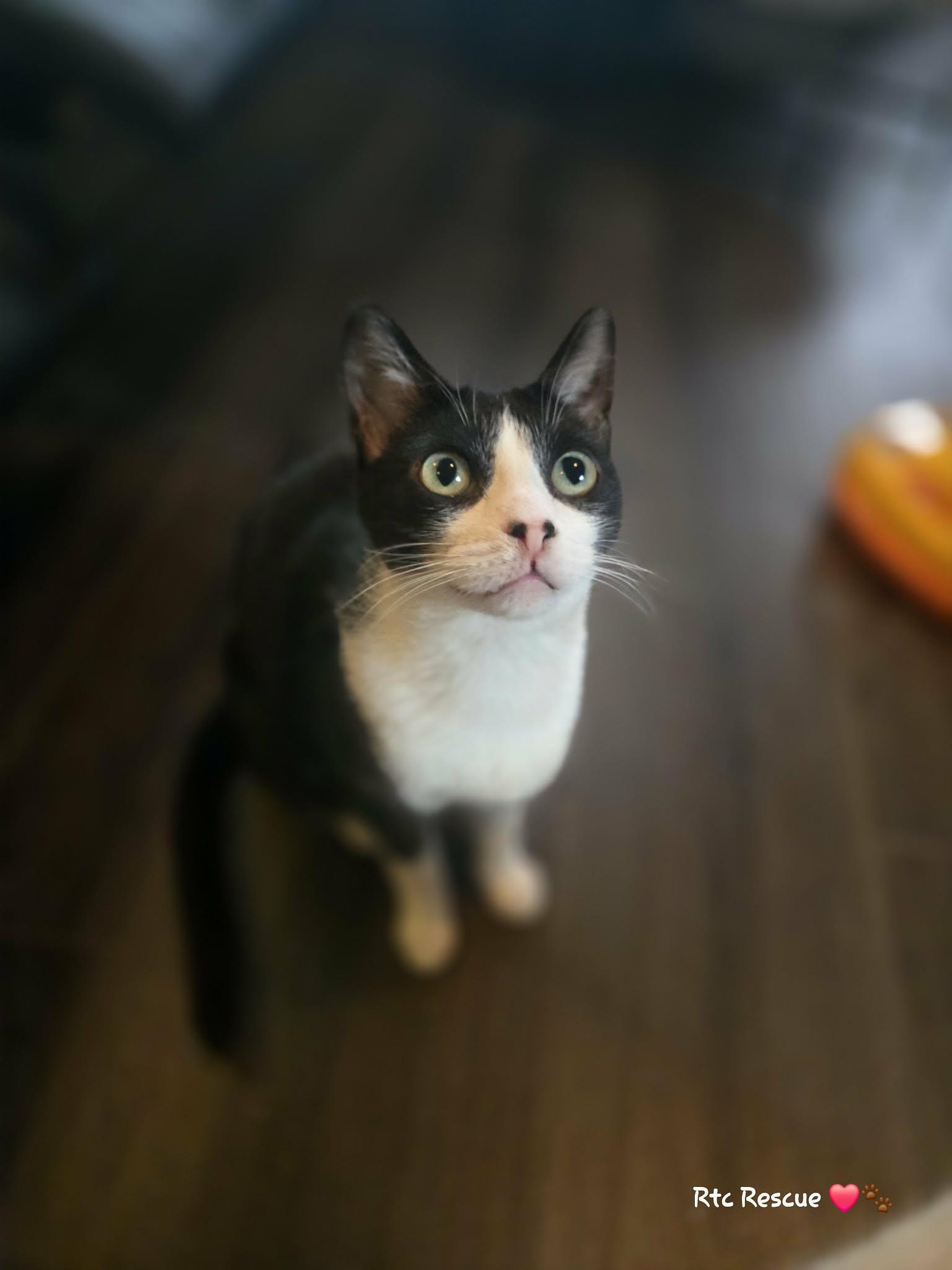 Enlarge Chance, a ADOPTABLE Domestic Short Hair in Shakespeare, ON image 5/6