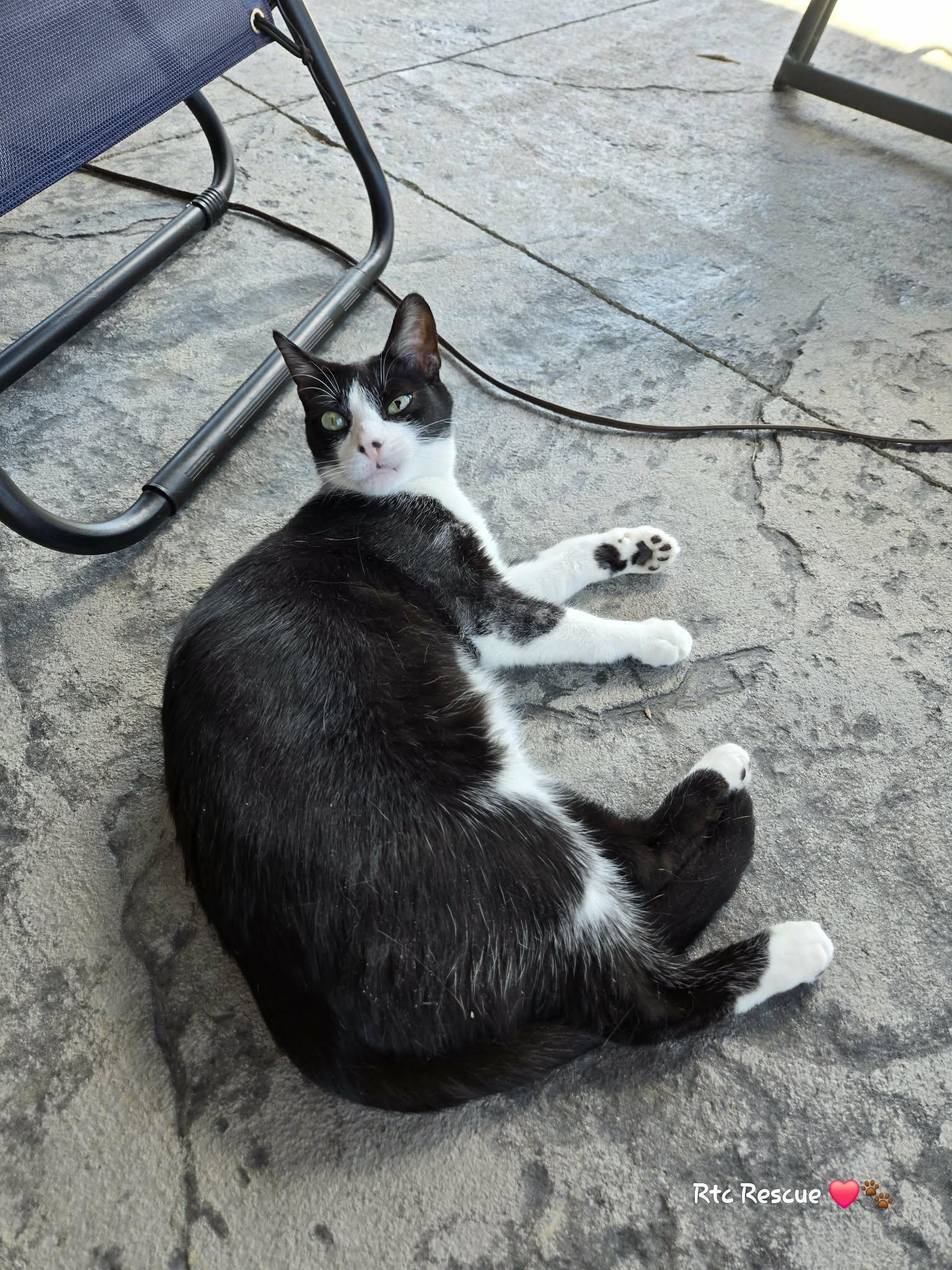 Enlarge Chance, a ADOPTABLE Domestic Short Hair in Shakespeare, ON image 6/6