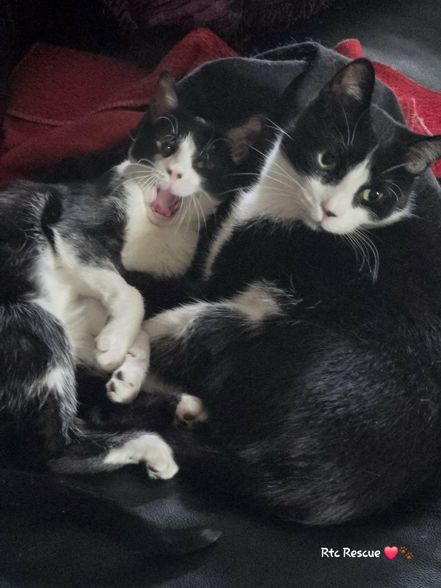 Enlarge Chance, a ADOPTABLE Domestic Short Hair in Shakespeare, ON image 2/6