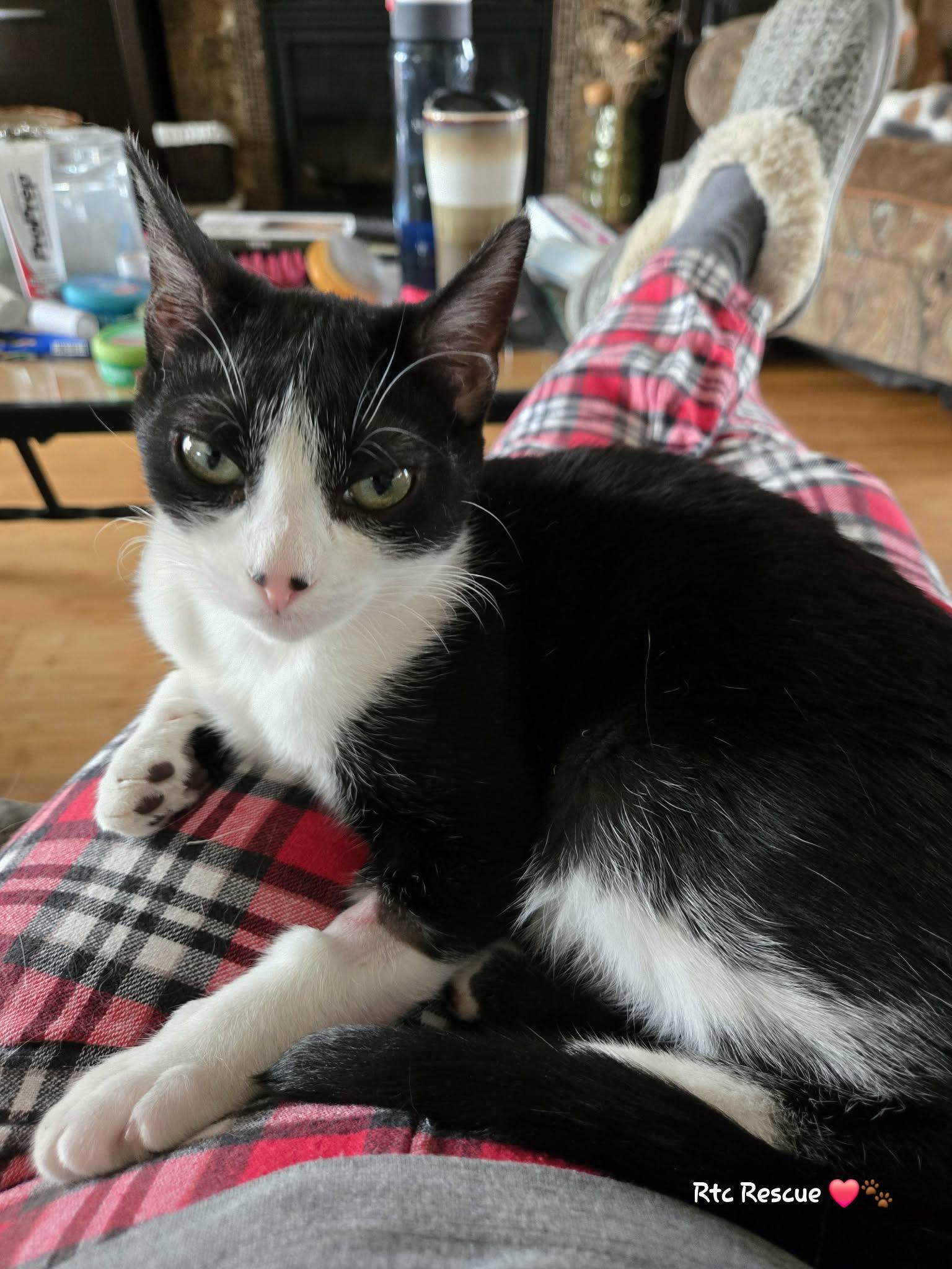 Chance, ADOPTABLE, Young Male Domestic Short Hair.