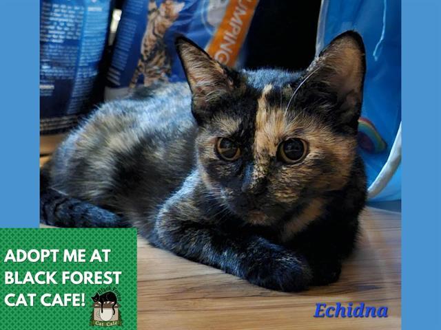 ECHIDNA, Adoptable, Young Female Domestic Short Hair.