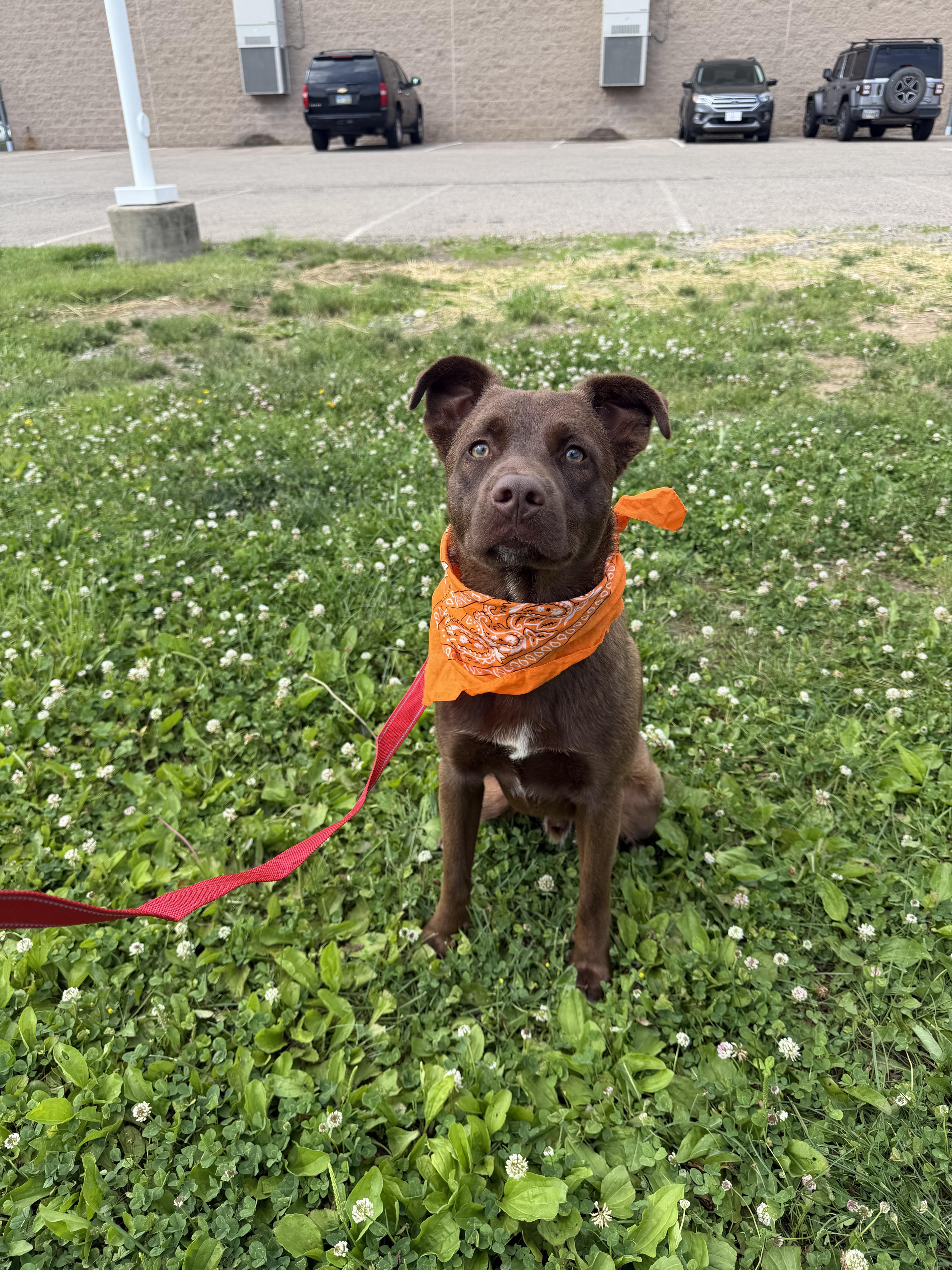 Rolo, adopted, Young Male Chocolate Labrador Retriever & Husky.