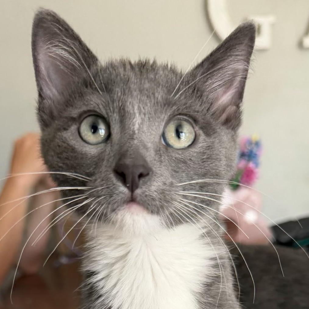 Enlarge Luca, a Adoptable Domestic Short Hair in Laramie, WY image 1/1