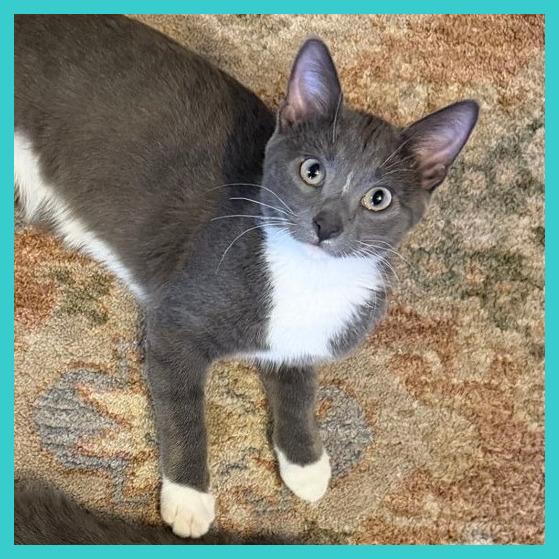 Enlarge Luca, a Adoptable Domestic Short Hair in Laramie, WY image 2/4