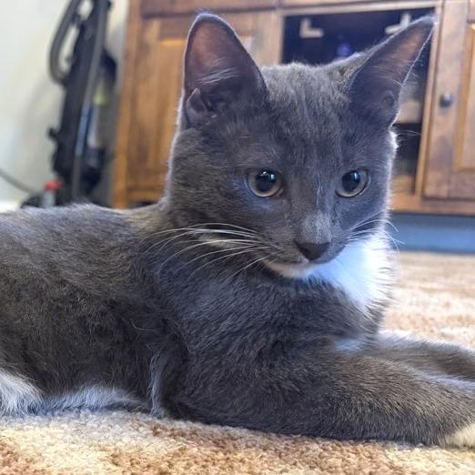 Luca, a Adoptable Domestic Short Hair in Laramie, WY image 2/4