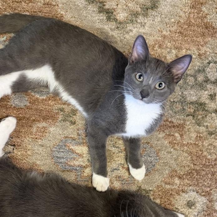 Luca, a Adoptable Domestic Short Hair in Laramie, WY image 4/4
