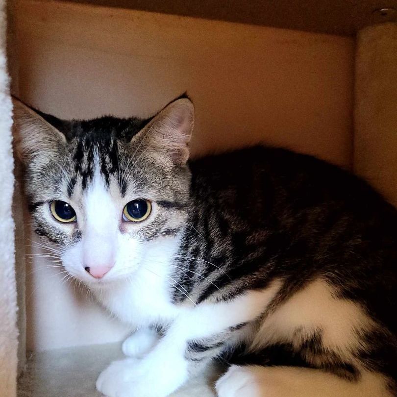 Ben, Adoptable, Young Male Domestic Short Hair.