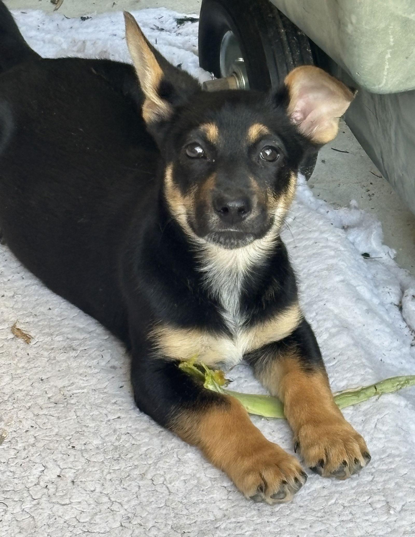 Brother Bear, Adoptable, Puppy Male Corgi & German Shepherd Dog.