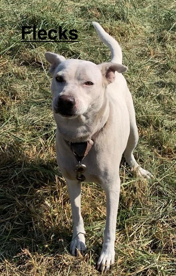 Flecks, Adoptable, Adult Male Labrador Retriever.