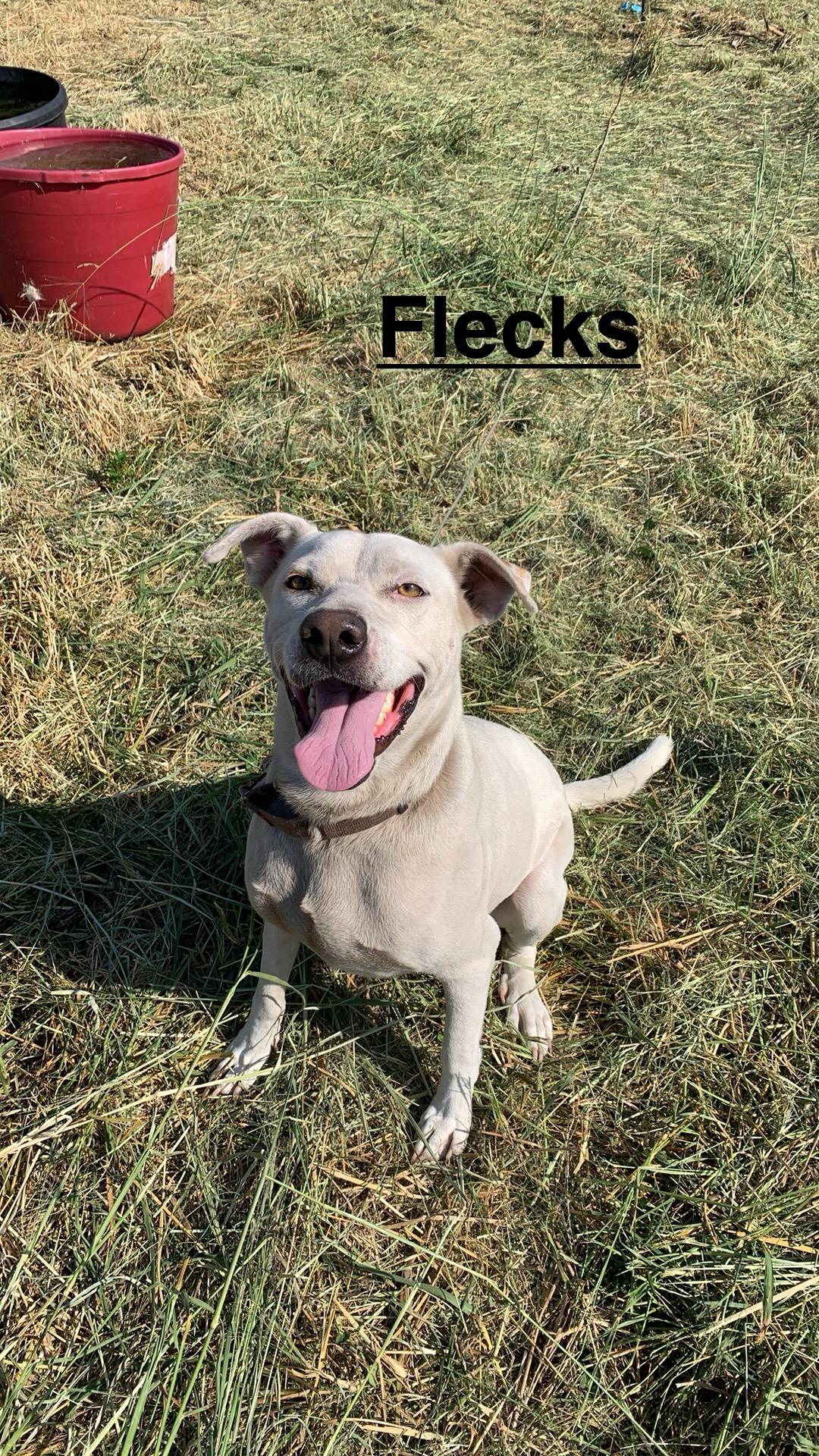 Flecks, Adoptable, Adult Male Labrador Retriever.