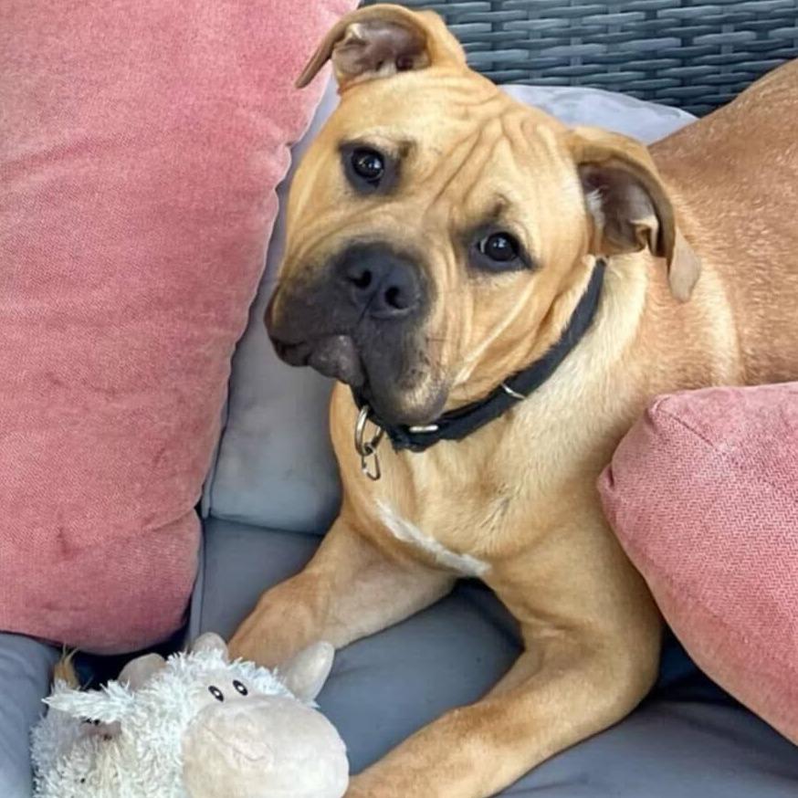 Arrow, a Adoptable mixed breed in Turlock, CA image 3/6