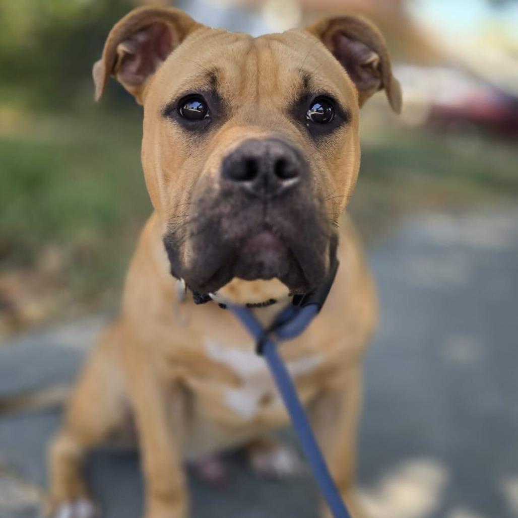 Arrow, a Adoptable mixed breed in Turlock, CA image 5/6