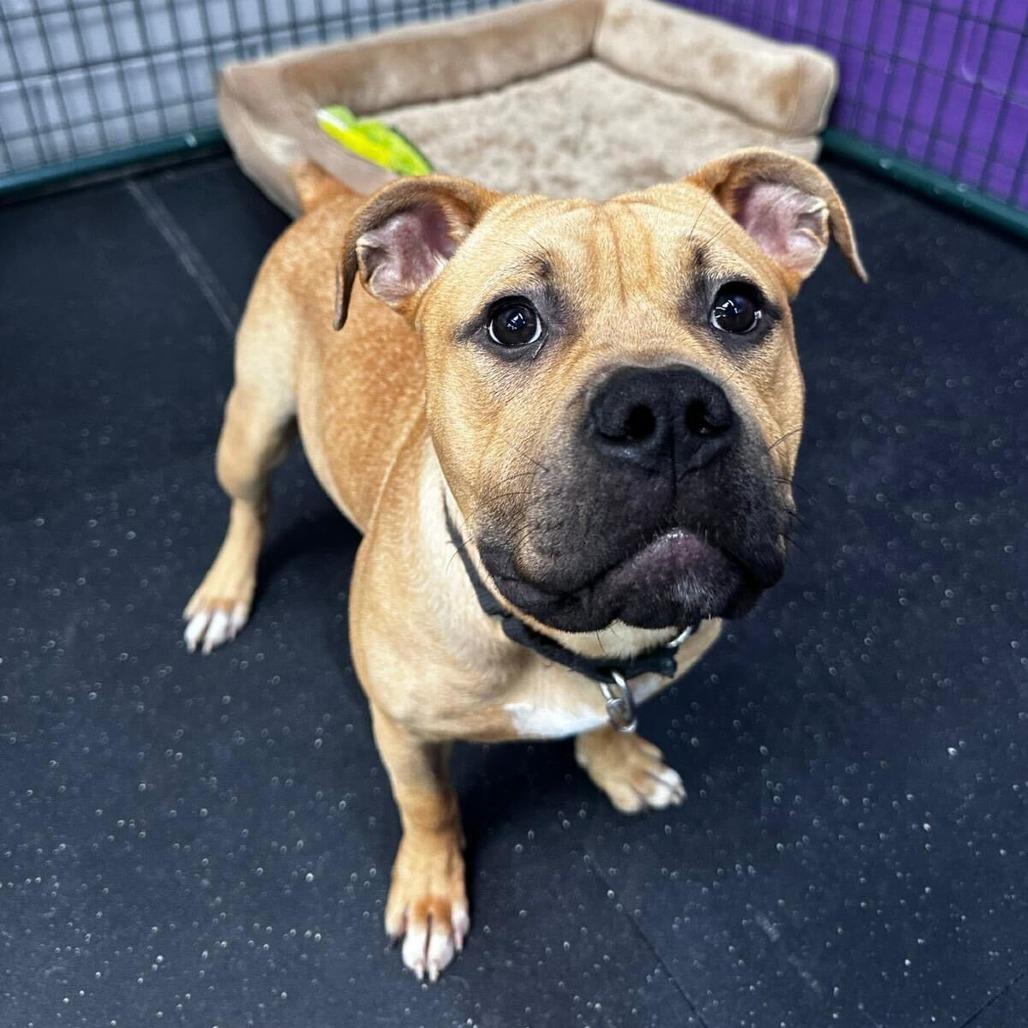 Arrow, a Adoptable mixed breed in Turlock, CA image 6/6