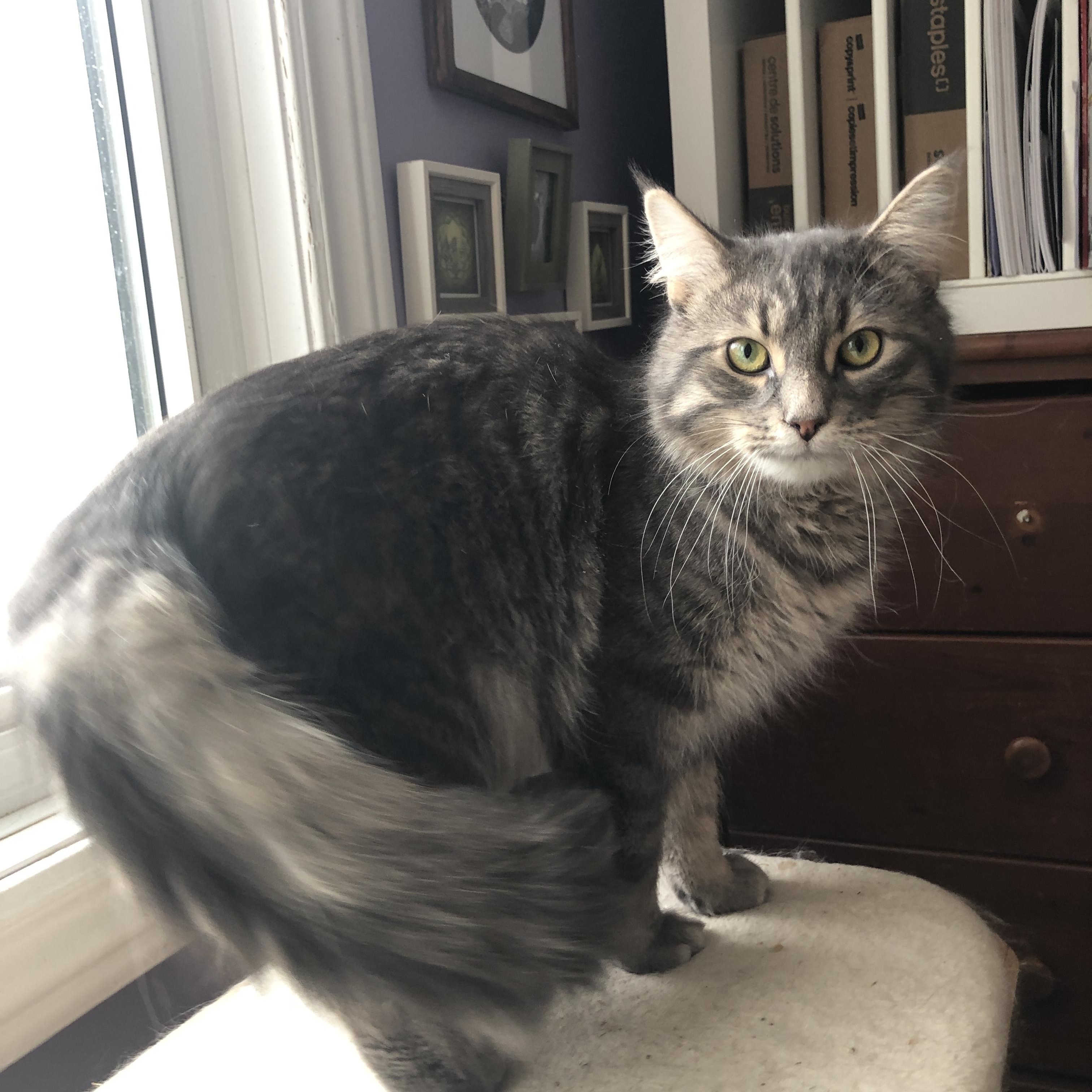 Silver, ADOPTABLE, Young Male Domestic Medium Hair.