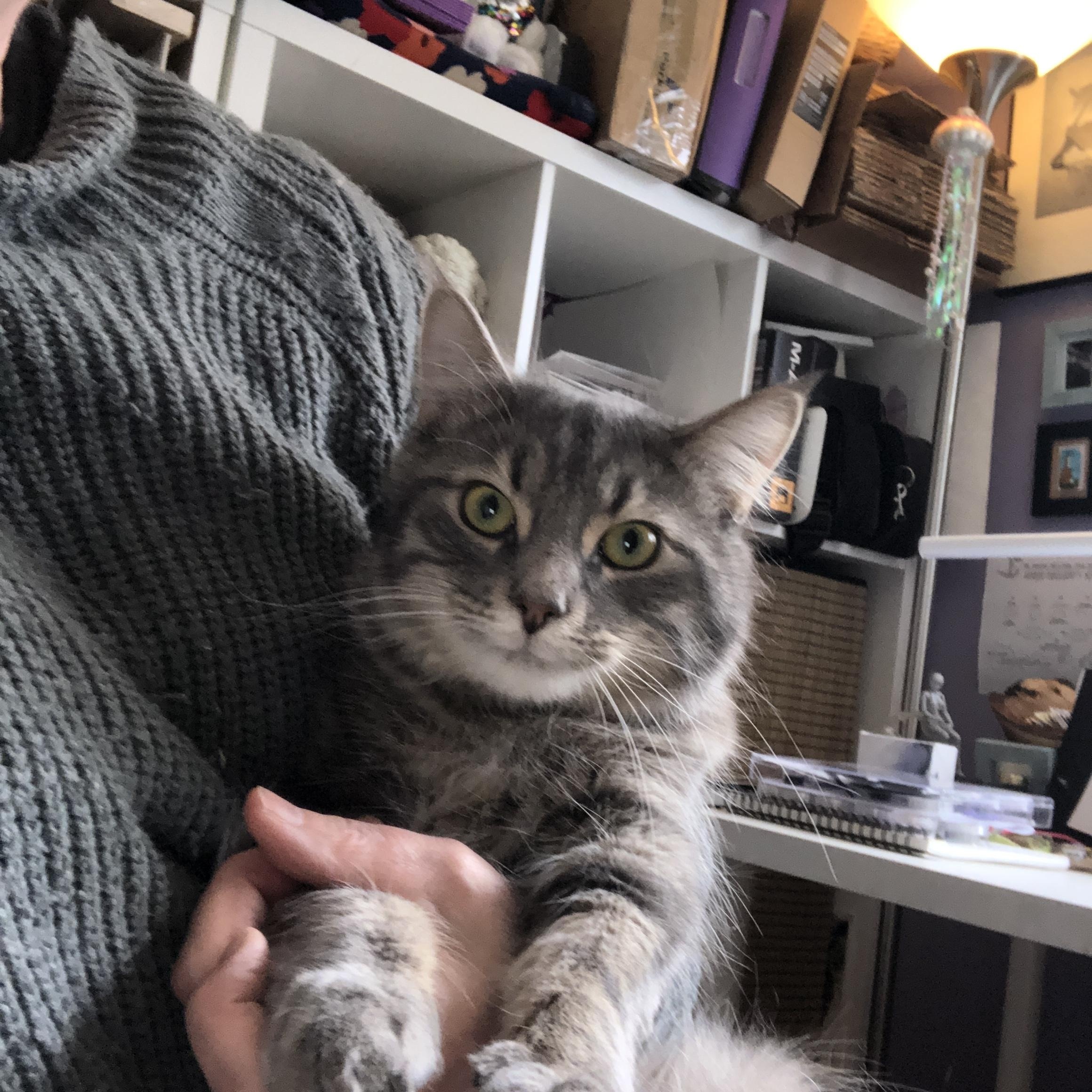 Enlarge Silver, a ADOPTABLE Domestic Medium Hair in Caledon, ON image 2/3