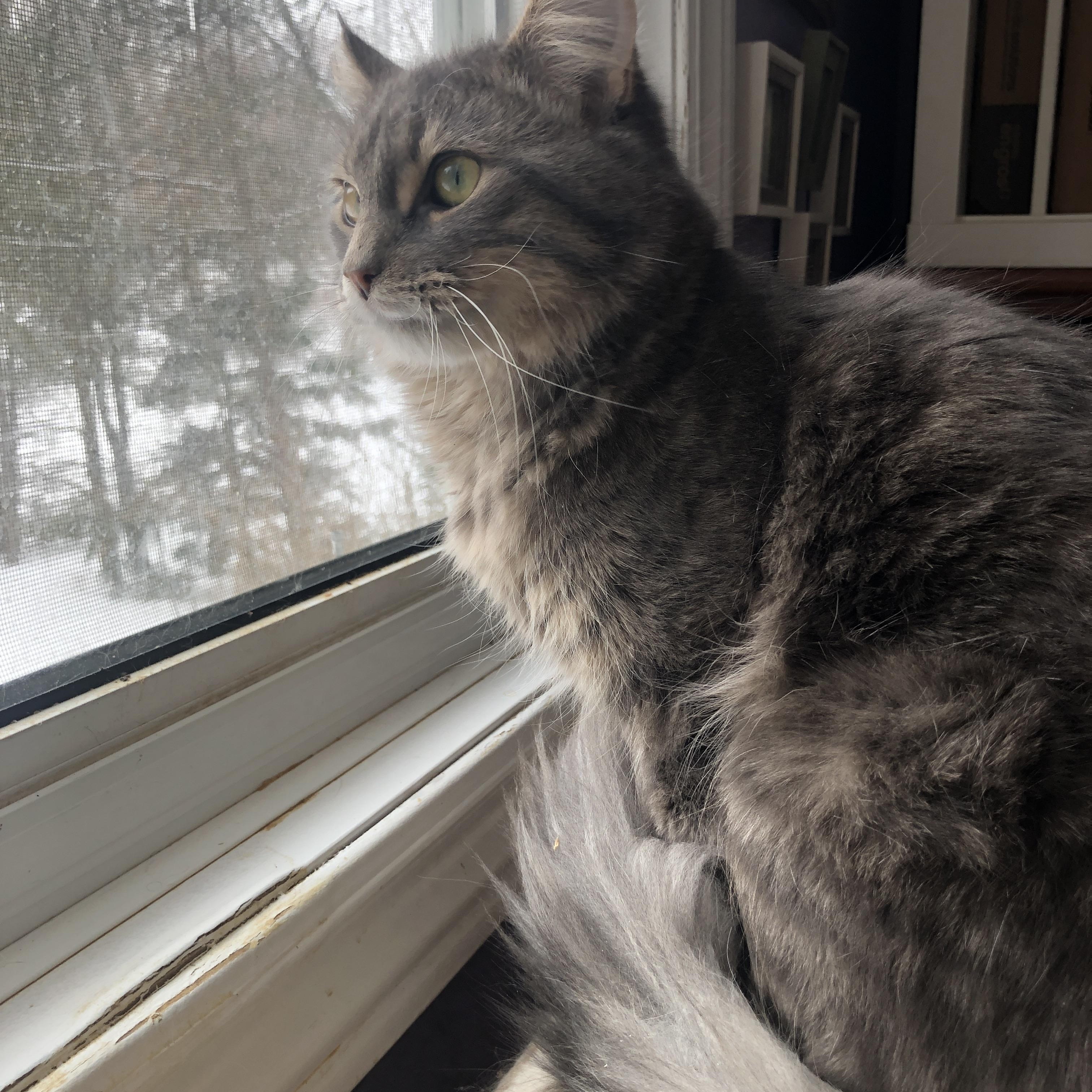 Enlarge Silver, a ADOPTABLE Domestic Medium Hair in Caledon, ON image 3/3