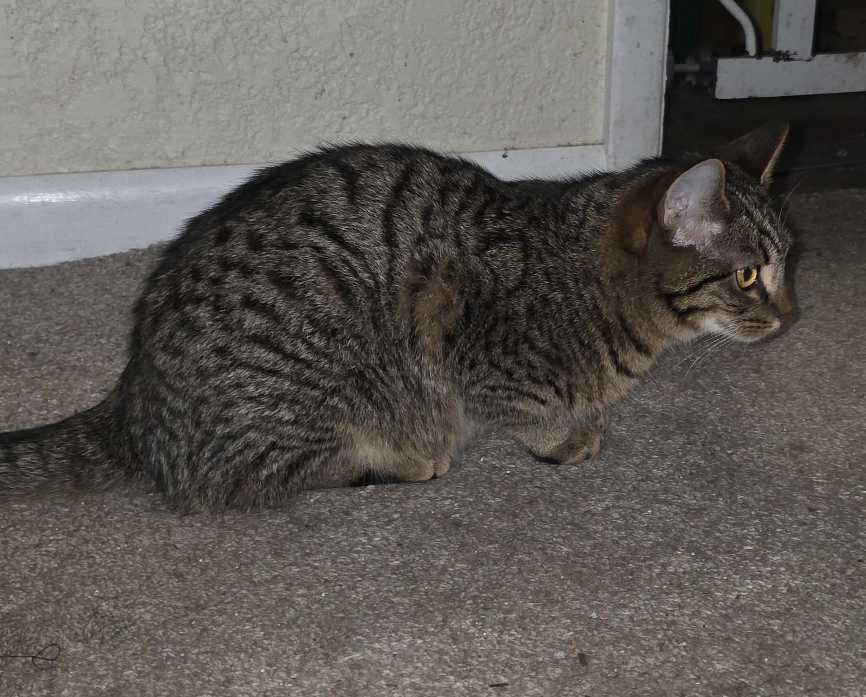 Enlarge Rocky (with Stormy), a ADOPTABLE Domestic Short Hair in Silverton, OR image 2/2