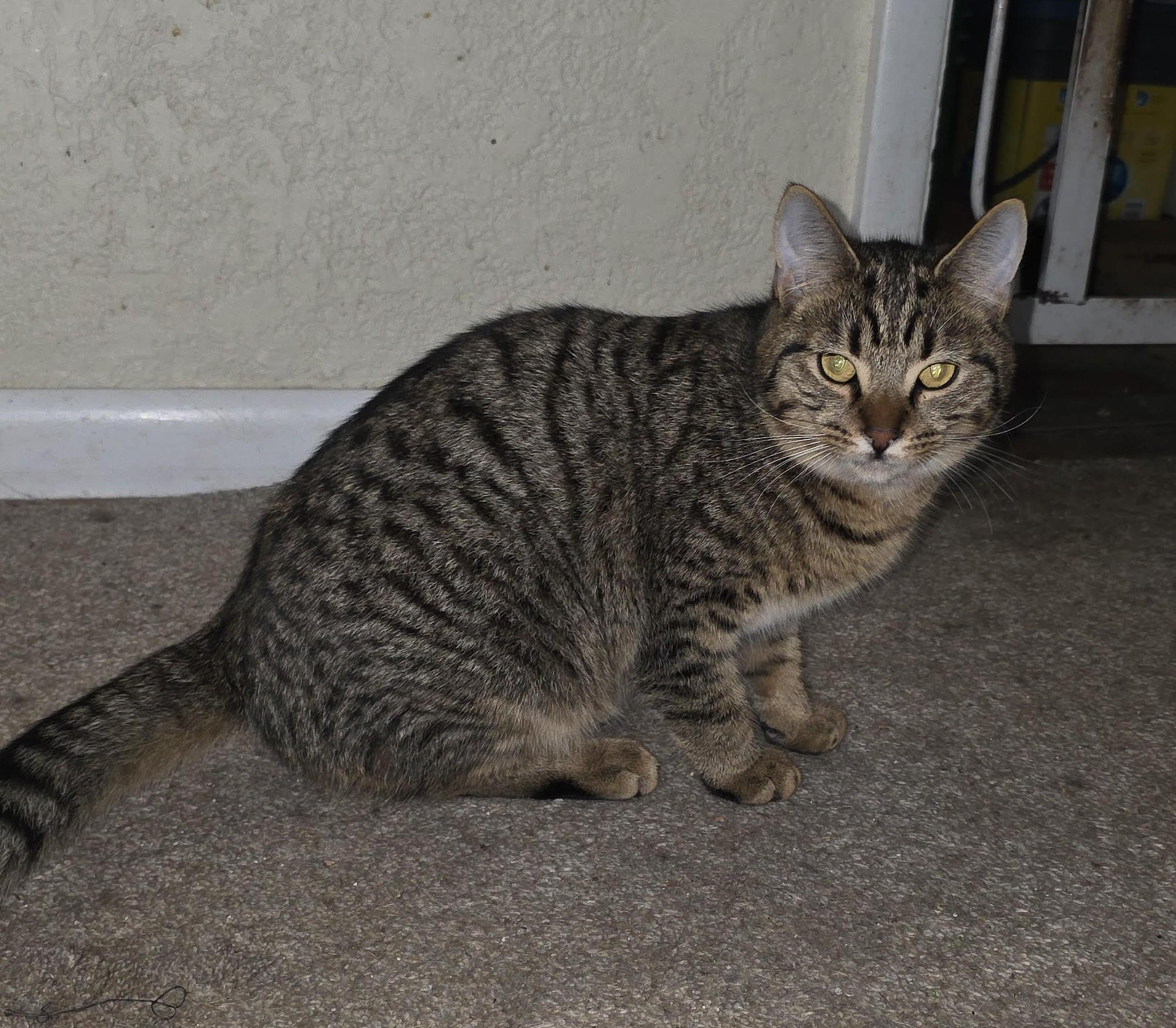 Enlarge Rocky (with Stormy), a ADOPTABLE Domestic Short Hair in Silverton, OR image 1/2
