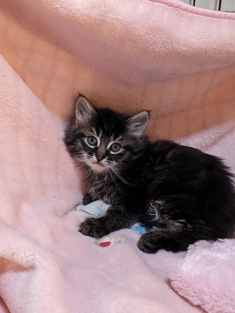 Tortellini (Langley kitten #67), Adoptable, Kitten Male Domestic Short Hair.