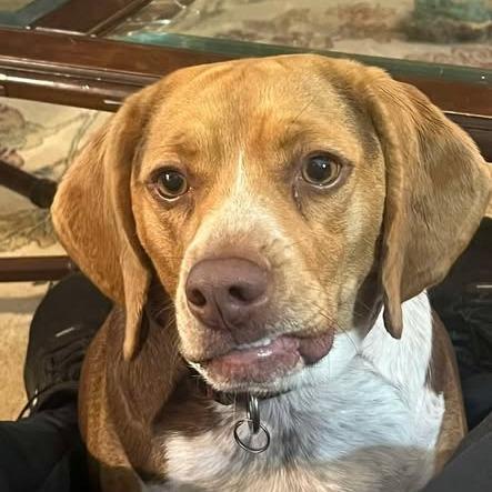 Enlarge Lady, a Adoptable Beagle in Martinsburg, WV image 1/1