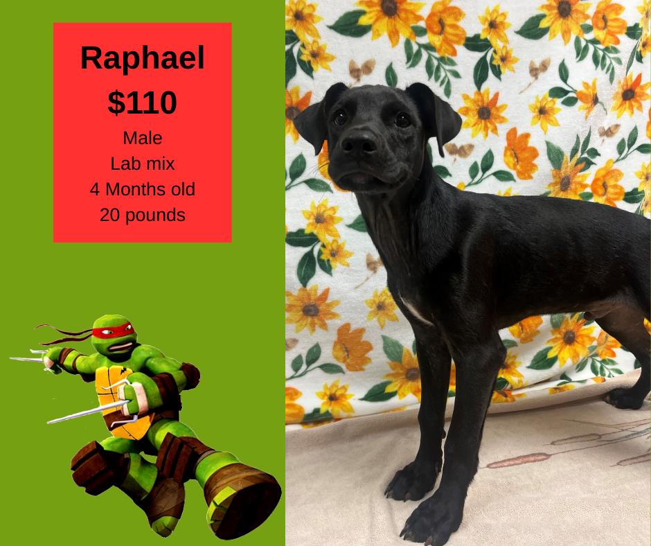 Enlarge Raphael, a Adoptable mixed breed in Decatur, AL image 1/1