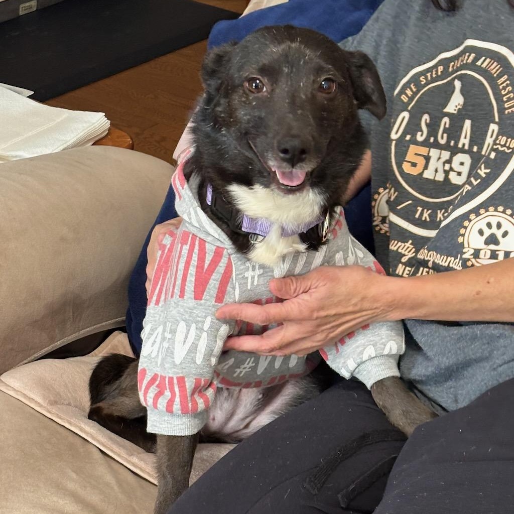 Floppy, a ADOPTABLE mixed breed in Sparta, NJ image 2/6