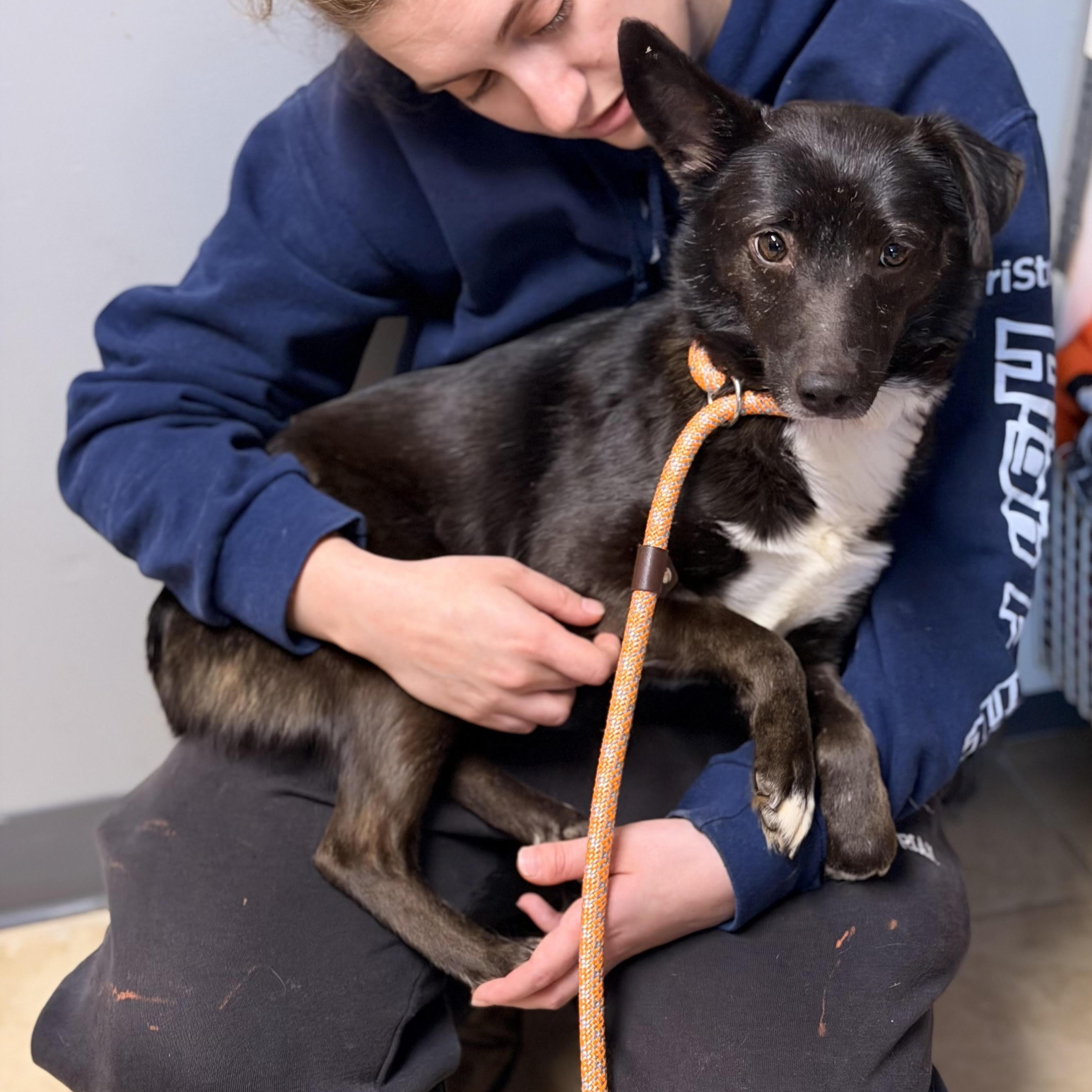 Floppy, a ADOPTABLE mixed breed in Sparta, NJ image 5/6