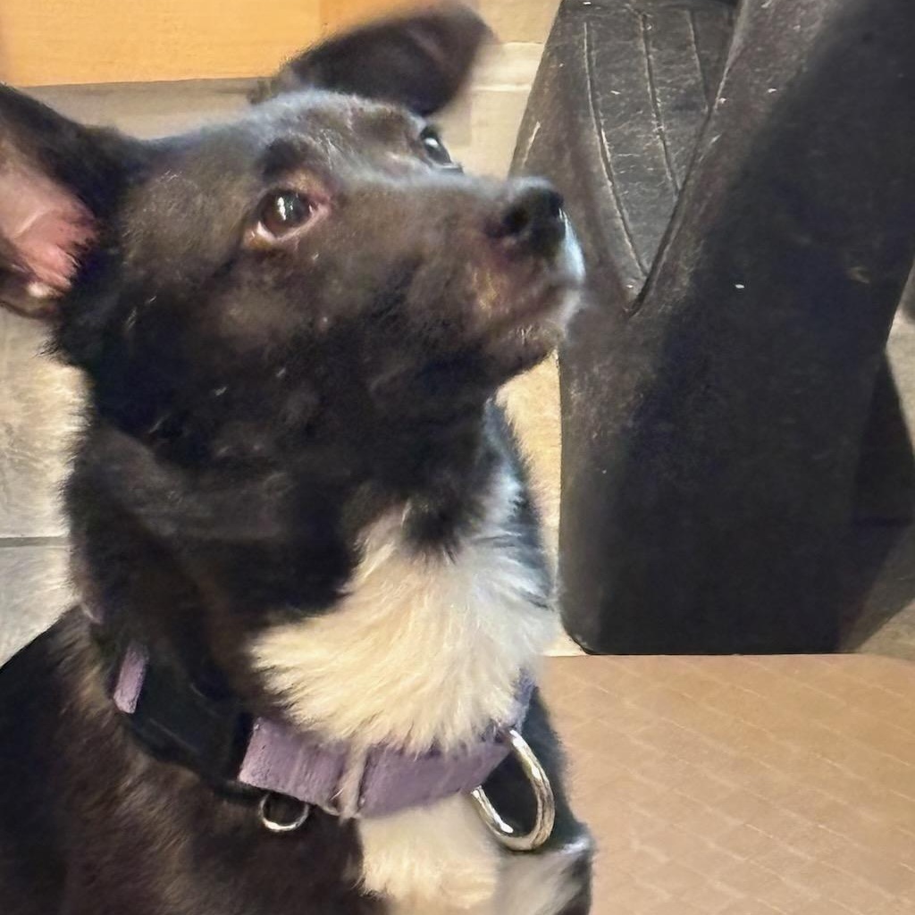 Floppy, a ADOPTABLE mixed breed in Sparta, NJ image 3/6