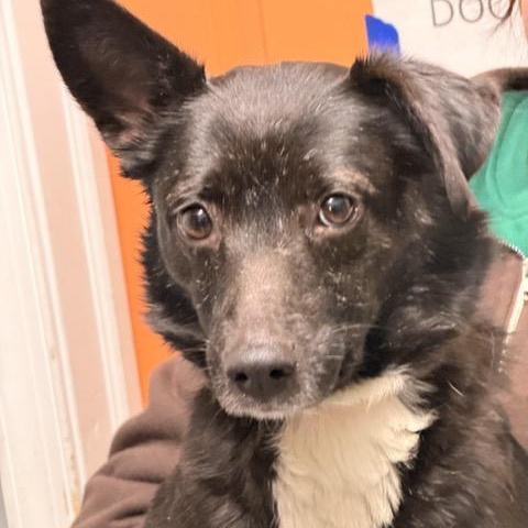 Floppy, a ADOPTABLE mixed breed in Sparta, NJ image 4/6