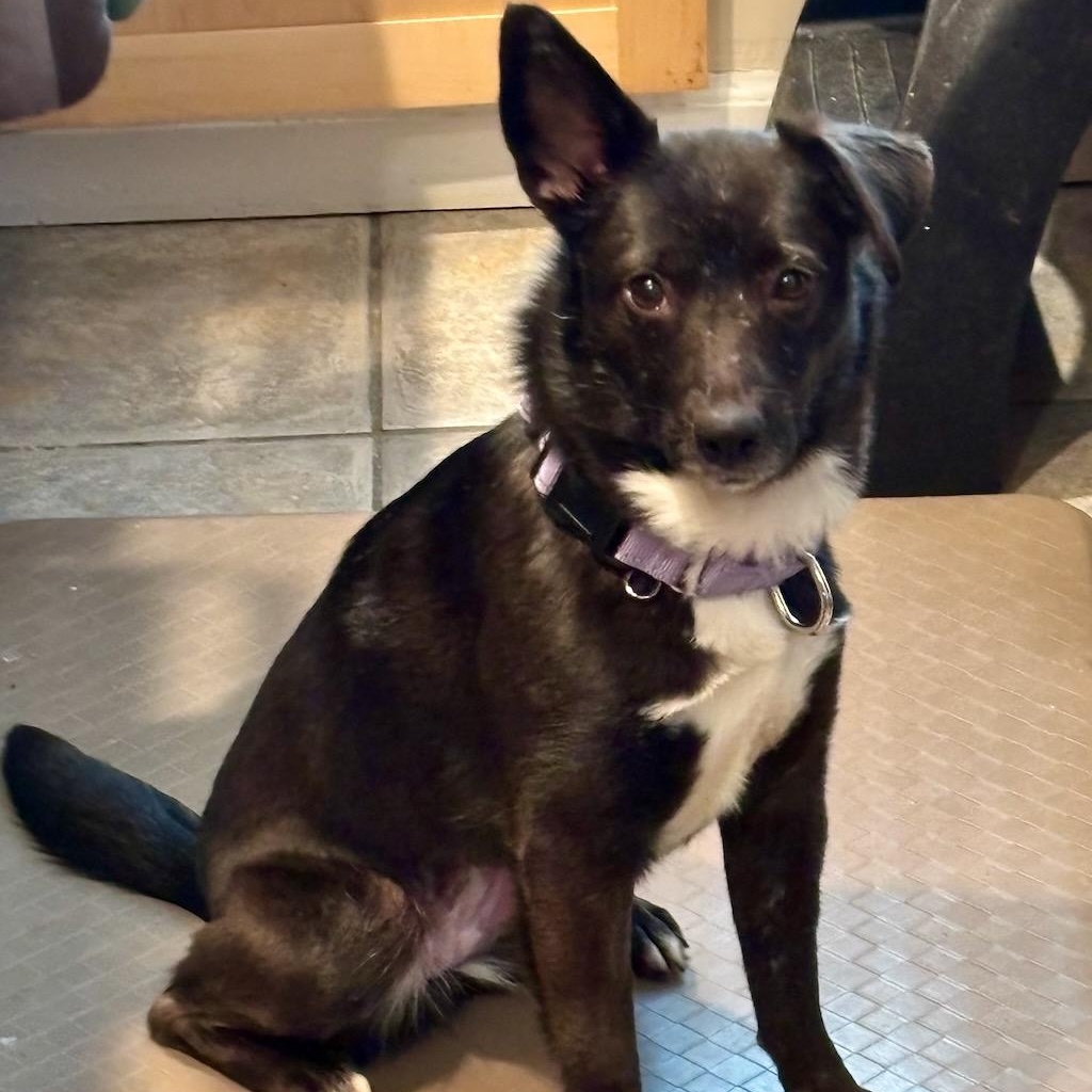 Floppy, a ADOPTABLE mixed breed in Sparta, NJ image 1/6