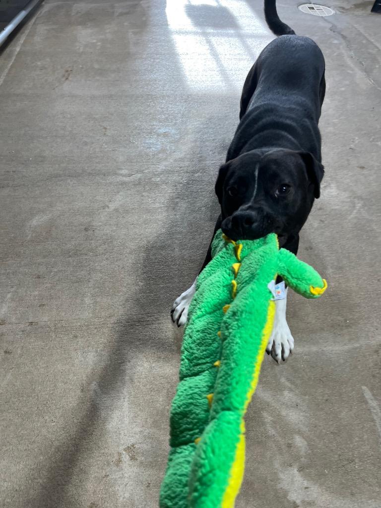 Scout, Adopted, Young Male Labrador Retriever & Boxer.