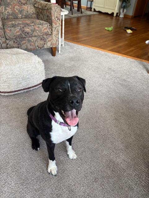 Enlarge Scout, a Adopted mixed breed in Barron, WI image 4/6