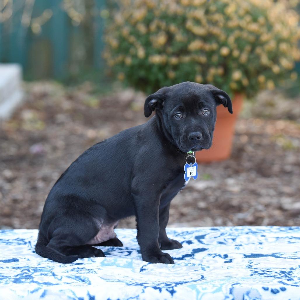 Enlarge Bo, a Adoptable mixed breed in Wake Forest, NC image 1/2
