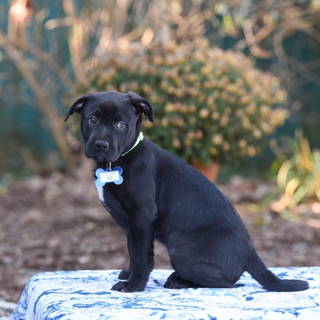 Enlarge Bo, a Adoptable mixed breed in Wake Forest, NC image 2/2