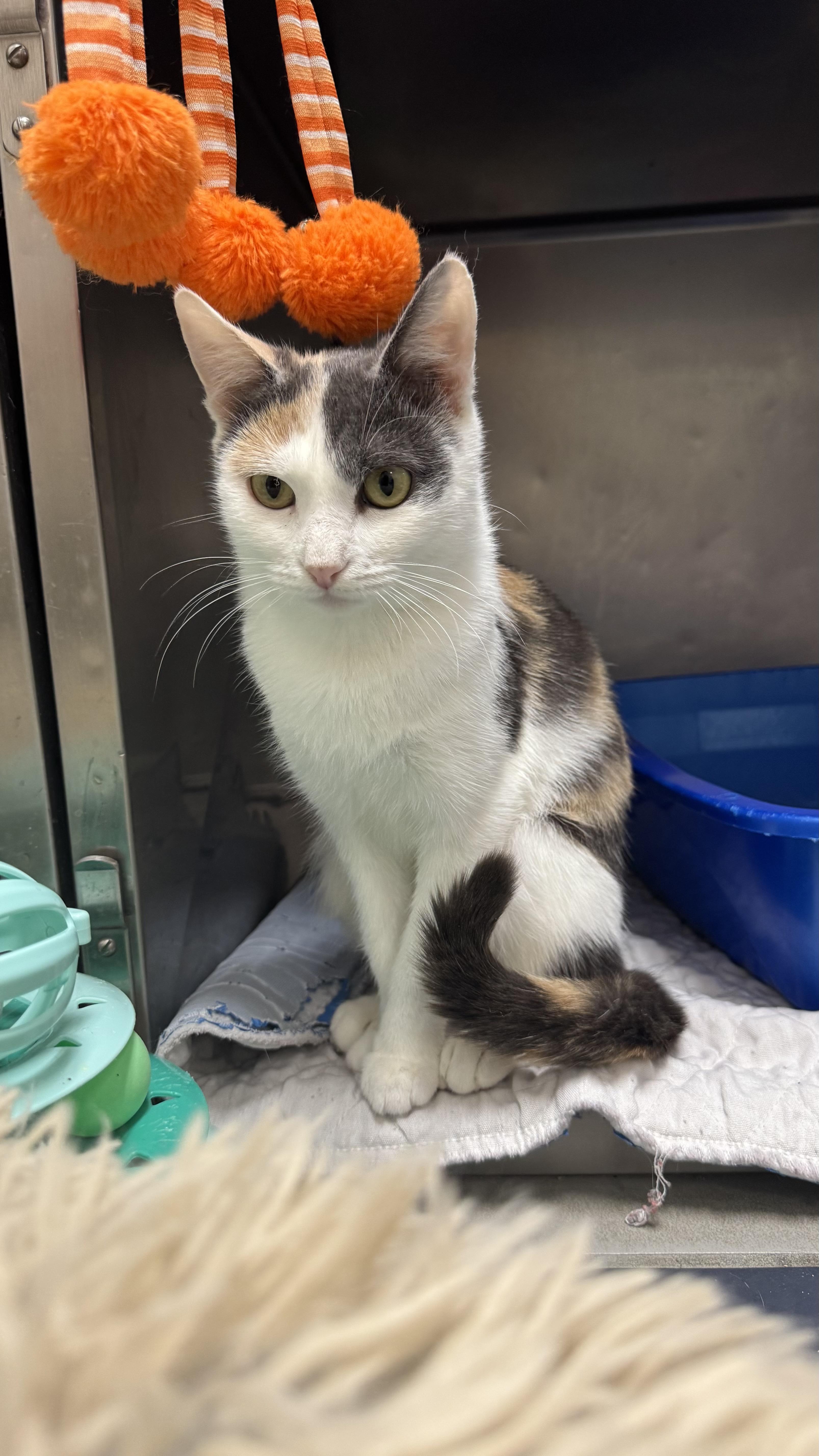 Sprinkle , ADOPTABLE, Young Female Domestic Short Hair.