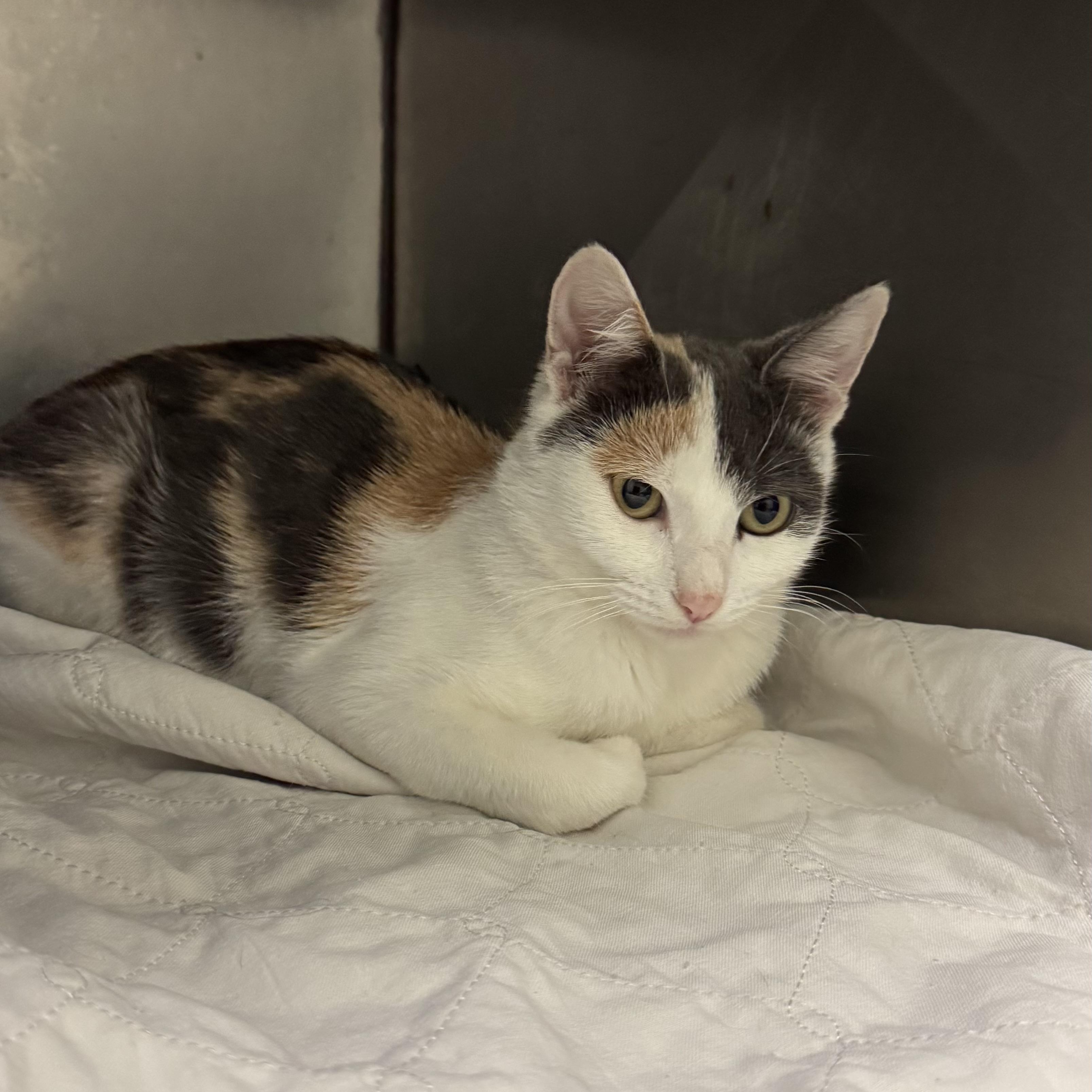 Sprinkle , ADOPTABLE, Young Female Domestic Short Hair.