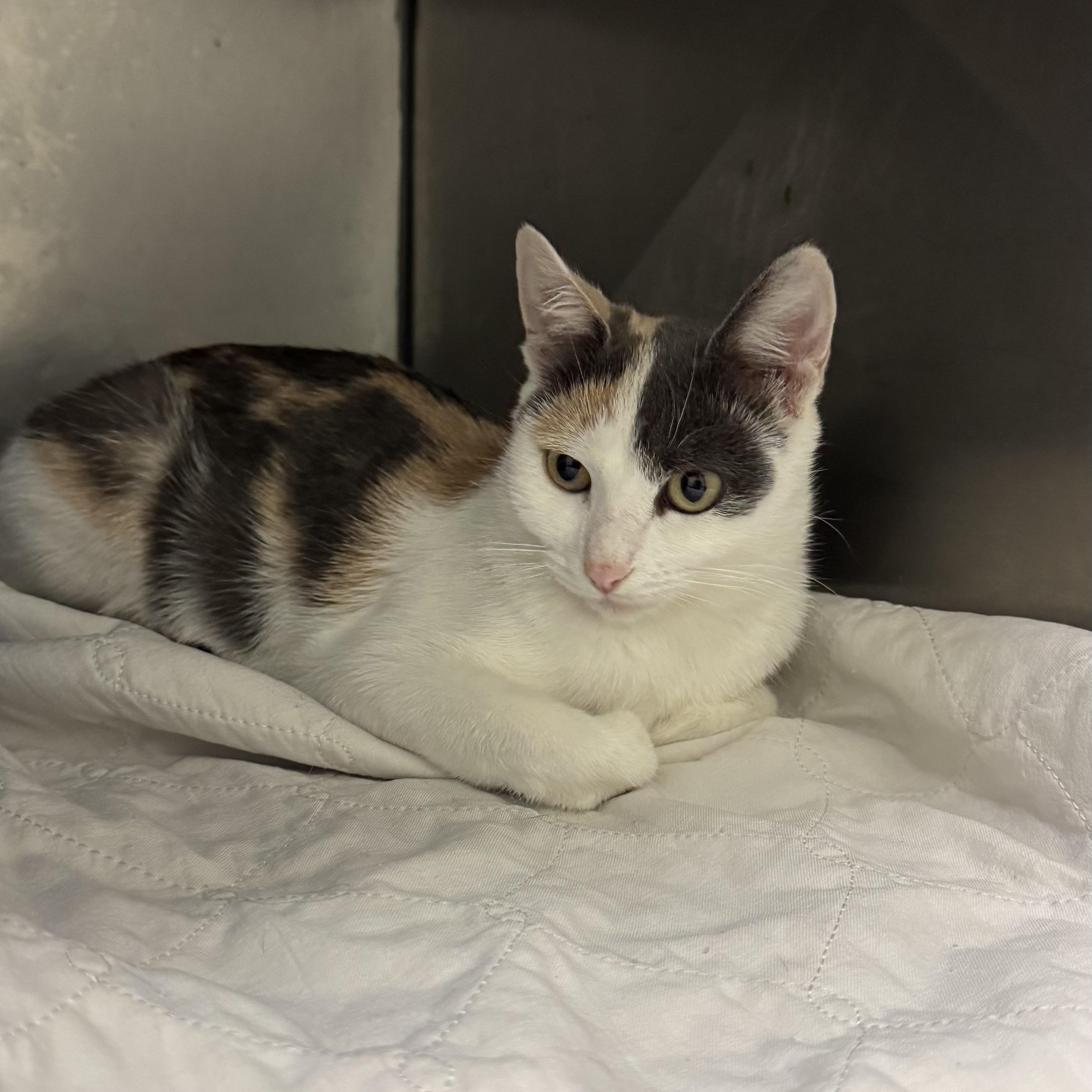 Enlarge Sprinkle , a ADOPTABLE Domestic Short Hair in Fall River, MA image 4/4