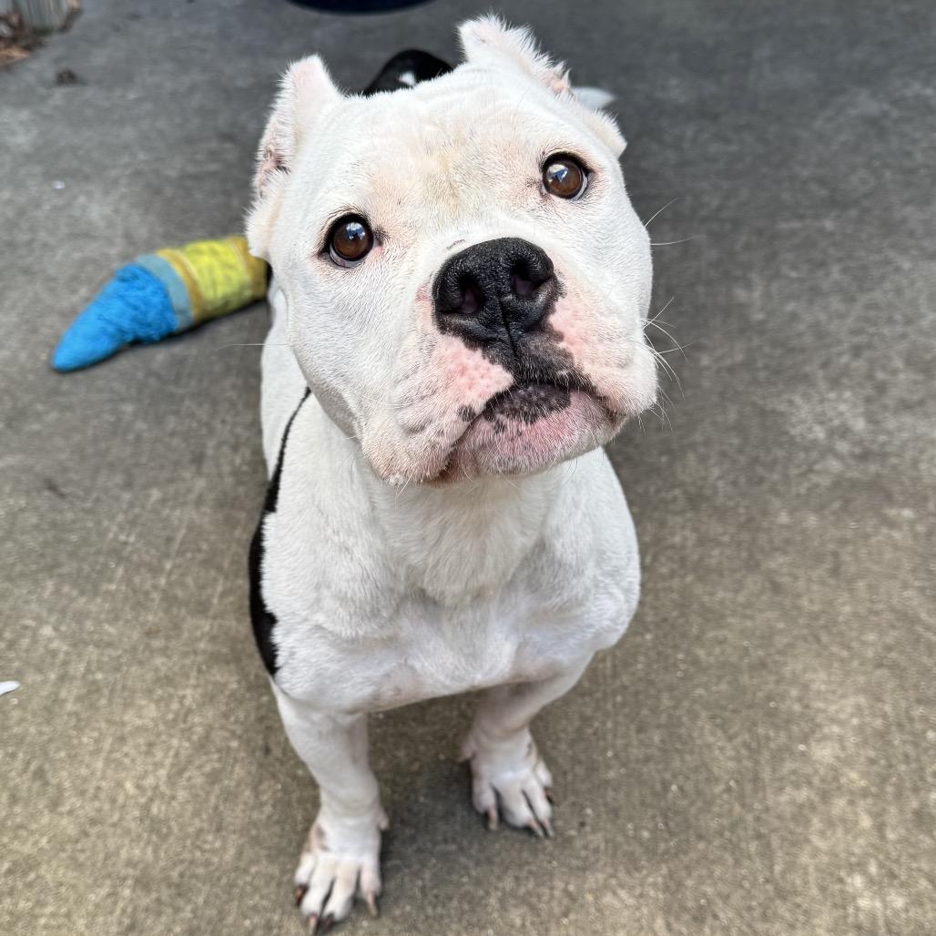 Enlarge Mavis, a Adoptable Pit Bull Terrier in Chicago, IL image 2/6